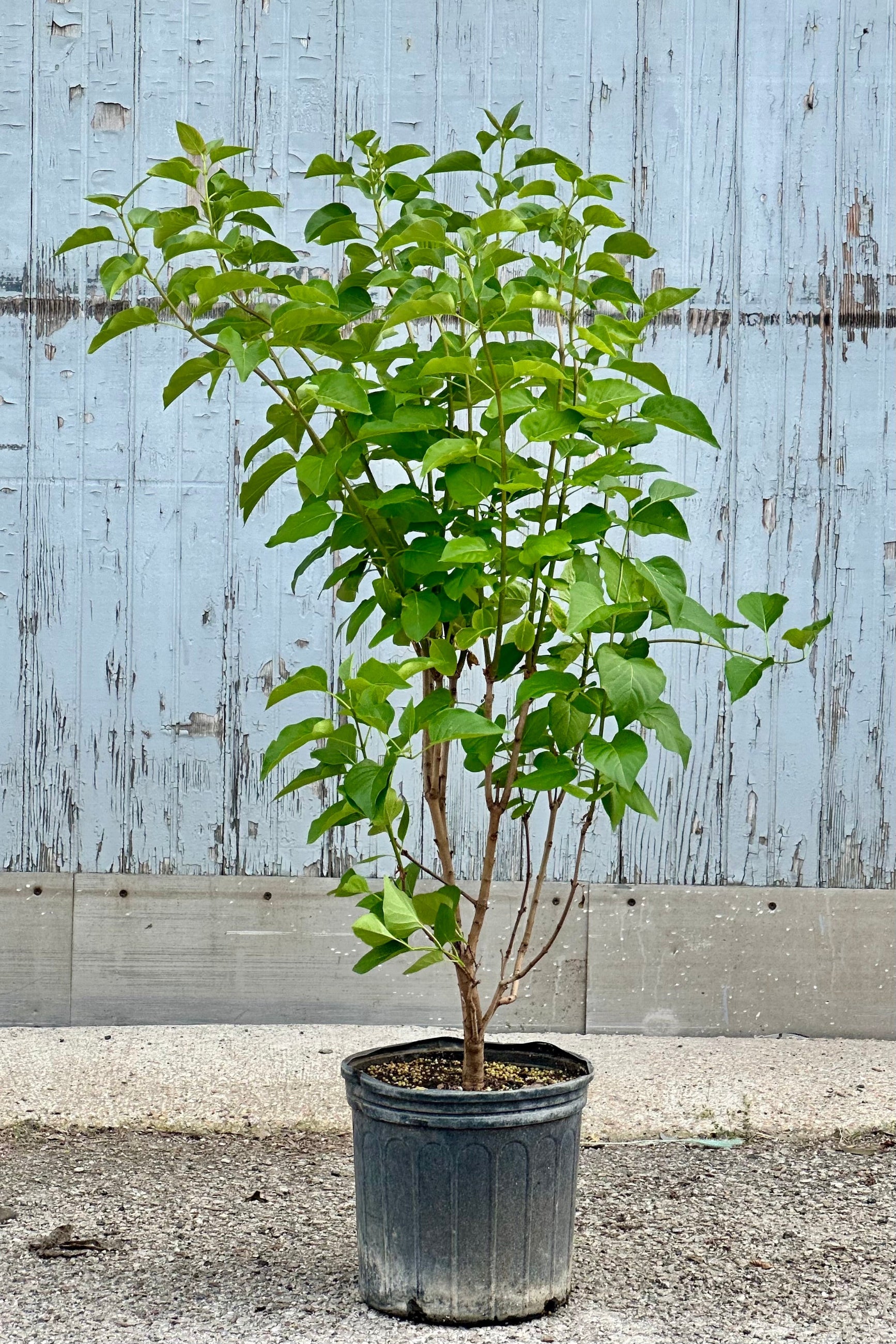 #3 growers pot of Syringa 'Madame Lemoine' with its graceful habit and green leaves in front of a wood wall mid May ©Sprout Home