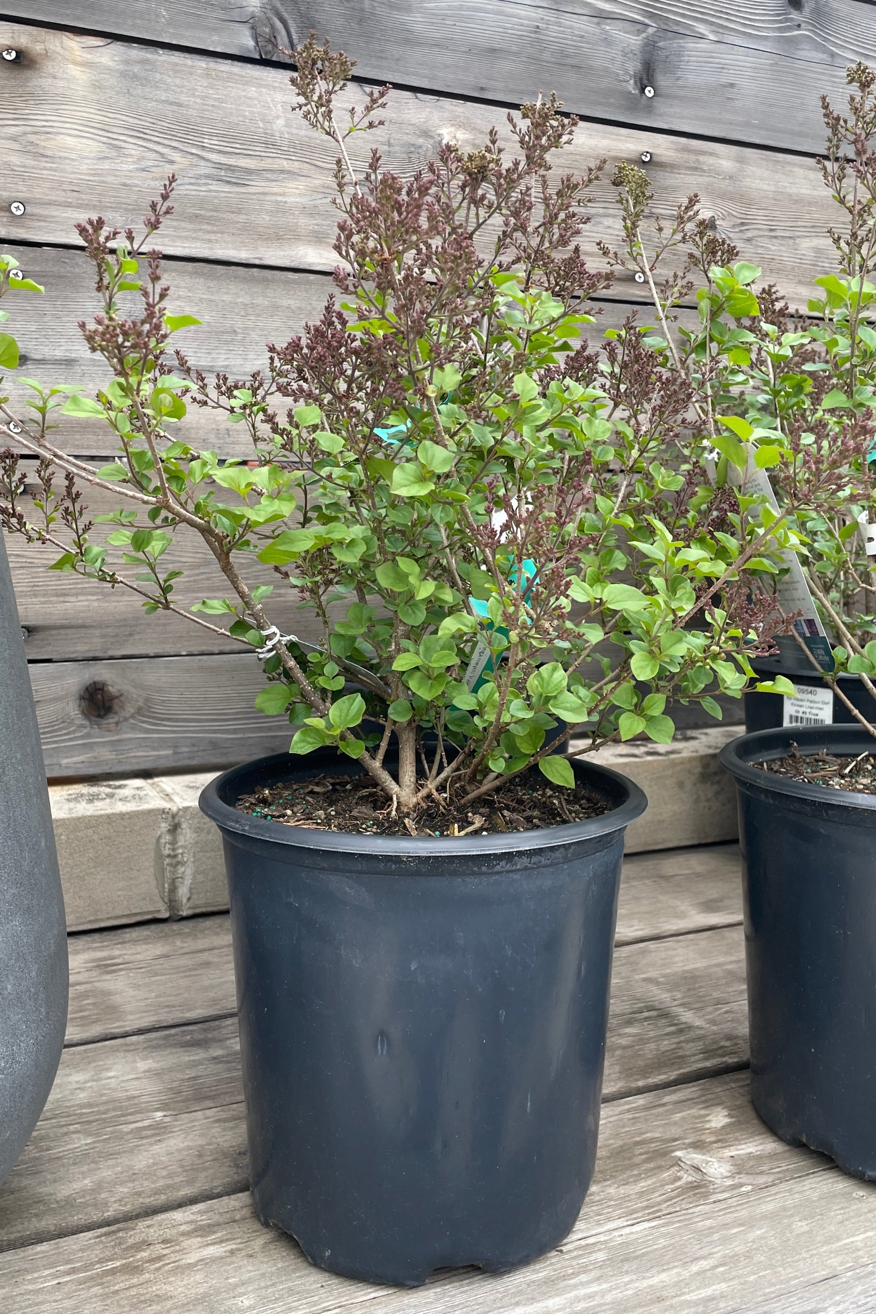 Korean Lilac 'Palibin' in a #2 growers pot sitting on a wood ledge in bud stage the middle of April. ©Sprout Home