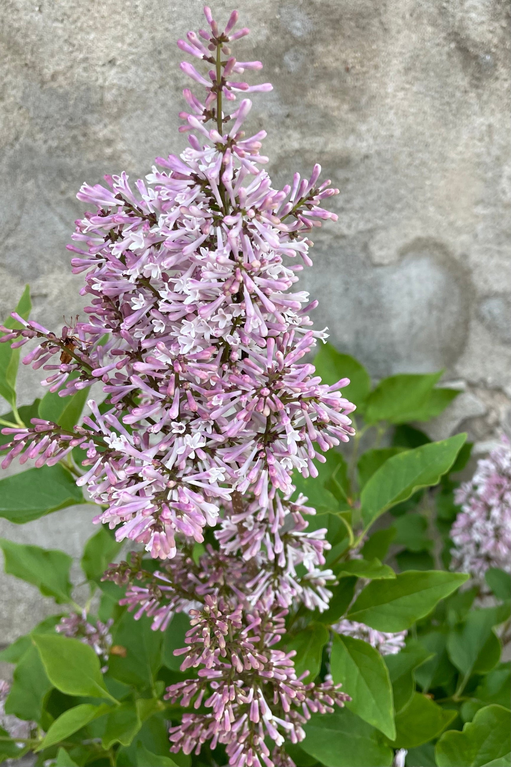 Detail picture of the lavender flowers of the 'Miss Kim' lilac mid may ©Sprout Home