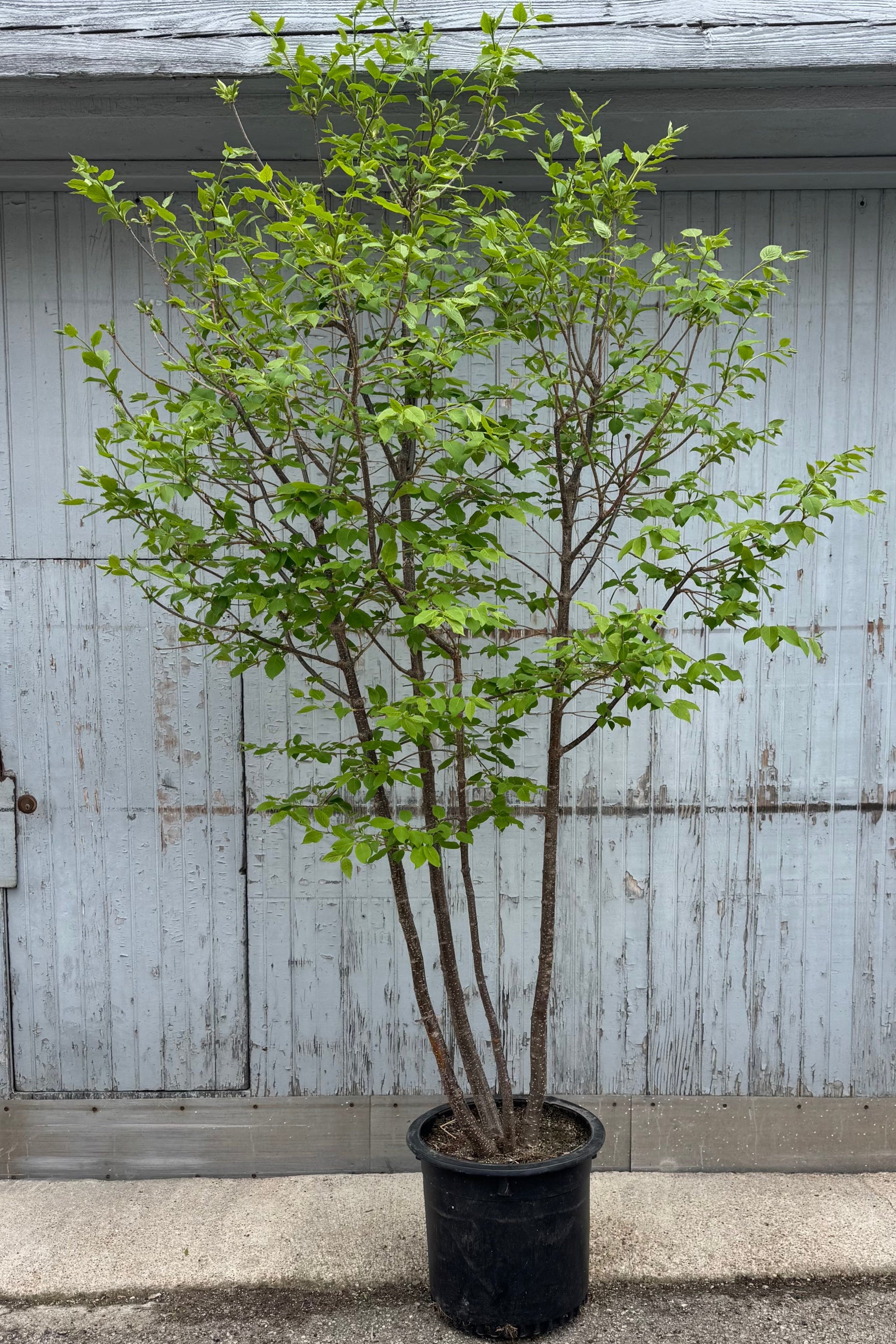 Photo of a Syringa reticulata tree, Japanese Tree Lilac, in a black pot in front of a gray wall. The tree has small, fresh leaves which have grown recently in mid Sprint. Multiple trunks support a network of branches of fine green leaves. ©Sprout Home