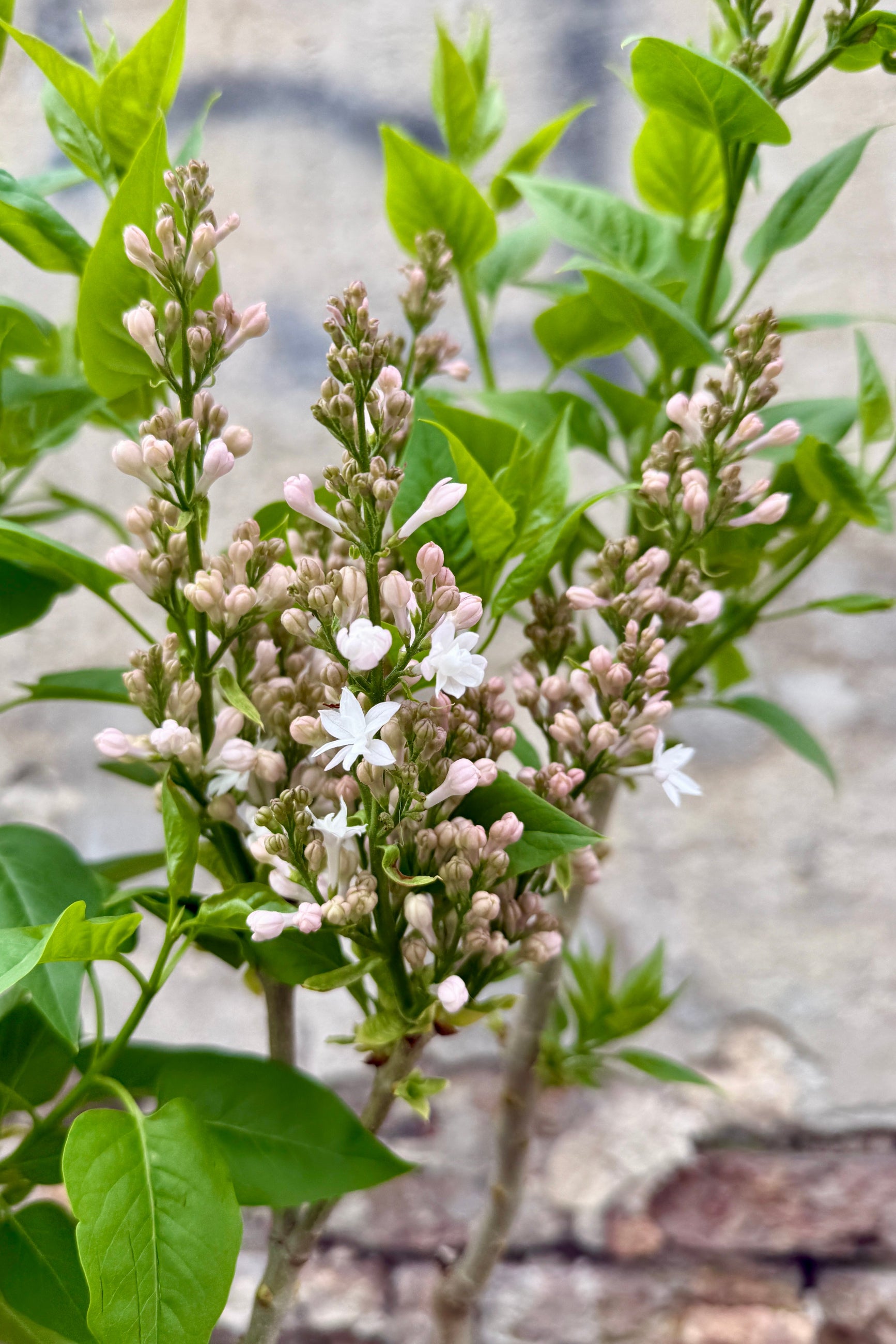 Syringa v. 'Beauty of Moscow' shrub in bud and bloom stage the middle of April ©Sprout Home
