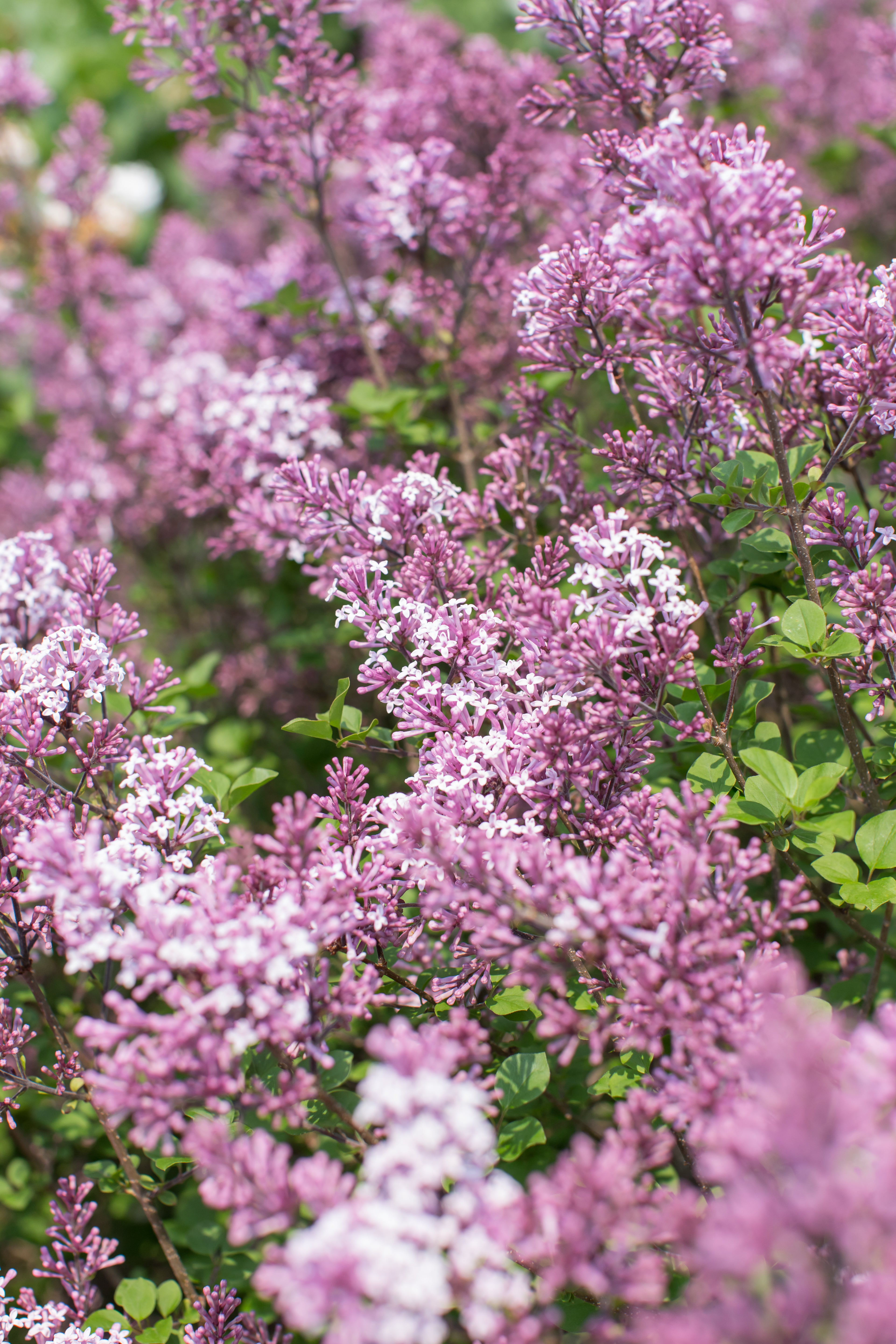 Syringa m. 'Palibin' #10 Standard 4'