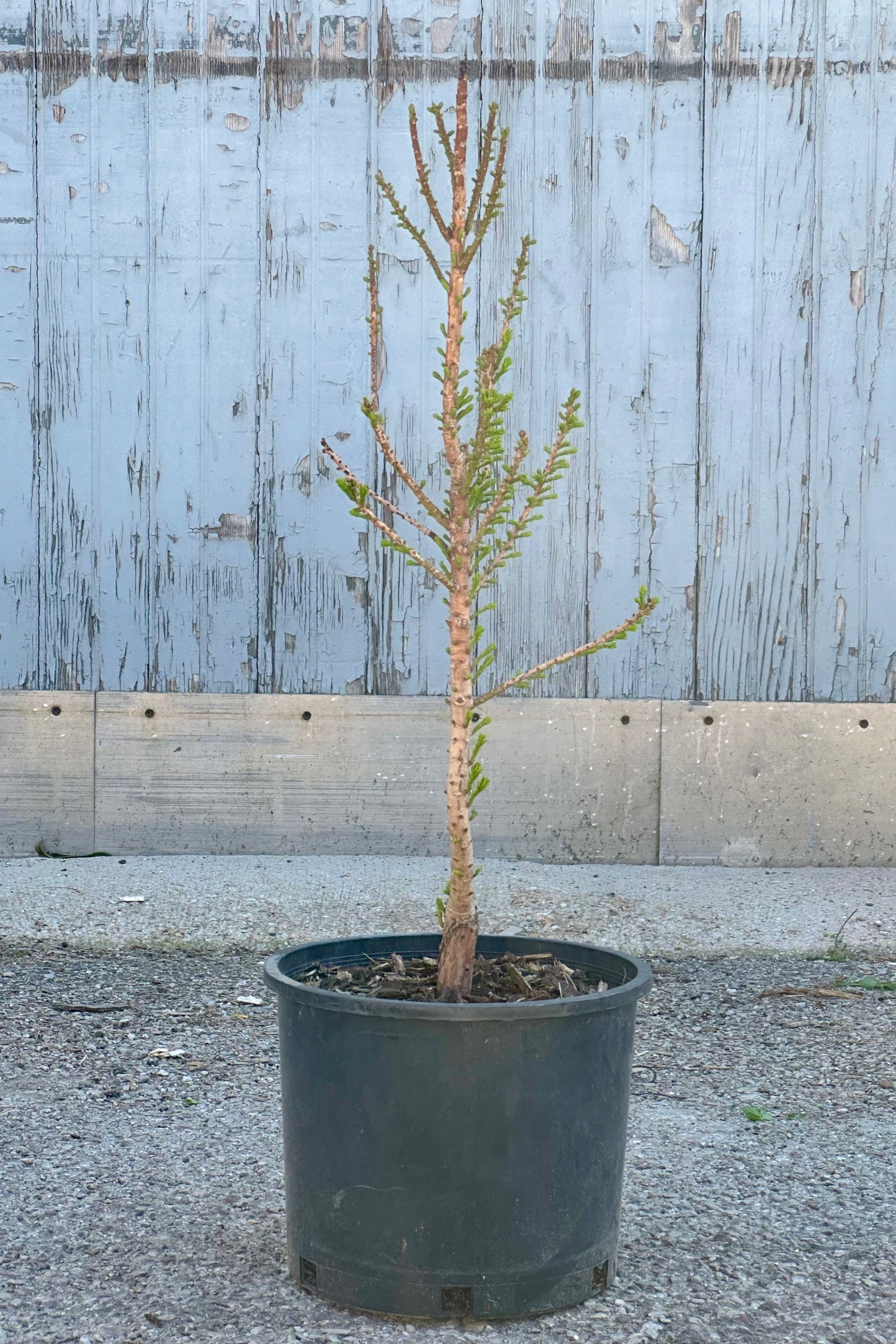 Taxodium 'Peve Minaret' in a #3 growers pot the end of April just starting to put out its foliage against a wood backdrop. ©Sprout Home