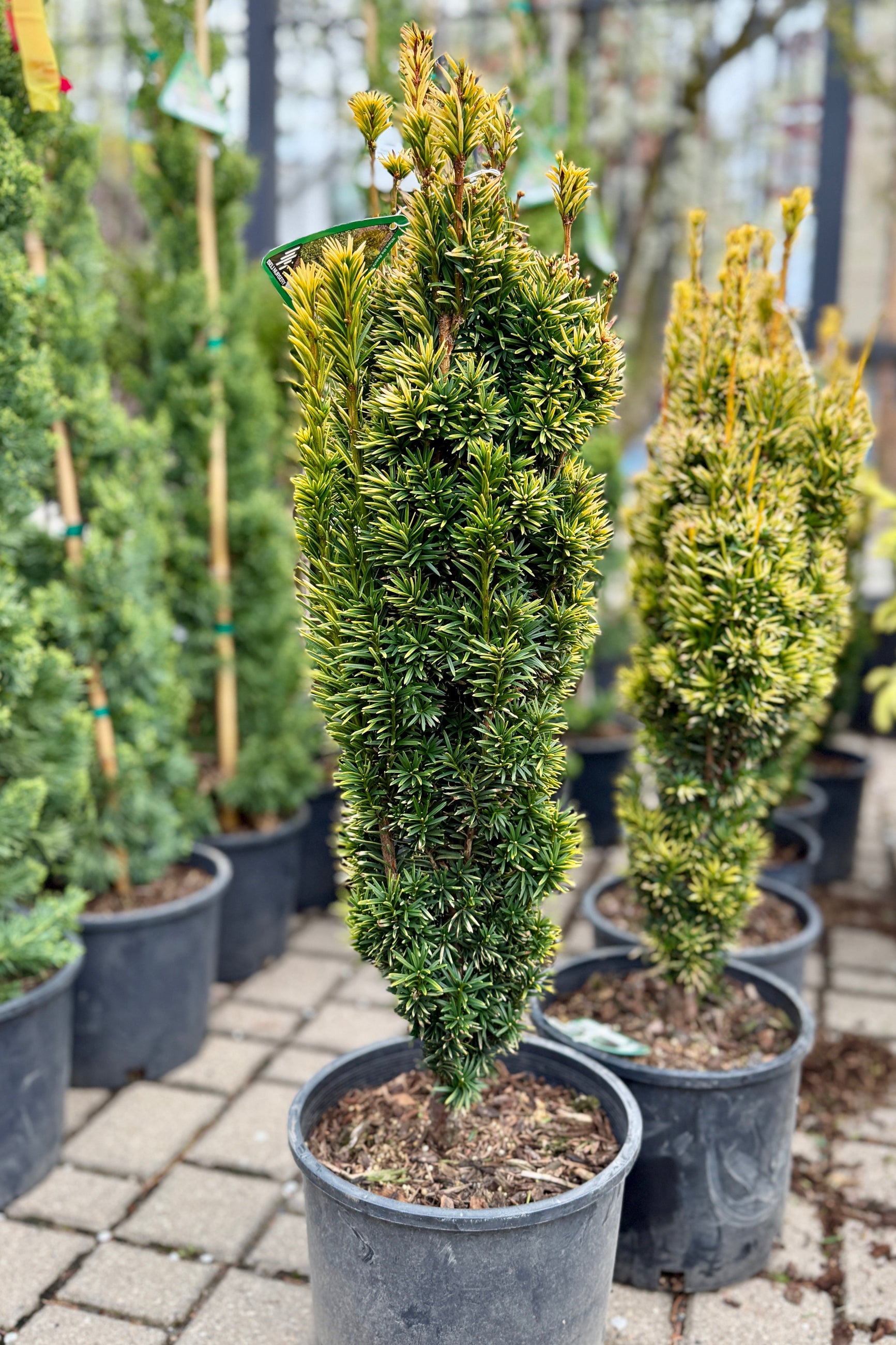 Potted Taxus bacca 'Bultinck Orange Beauty' conifer trees in a #3 growers pot on a brick pavement ©Sprout Home