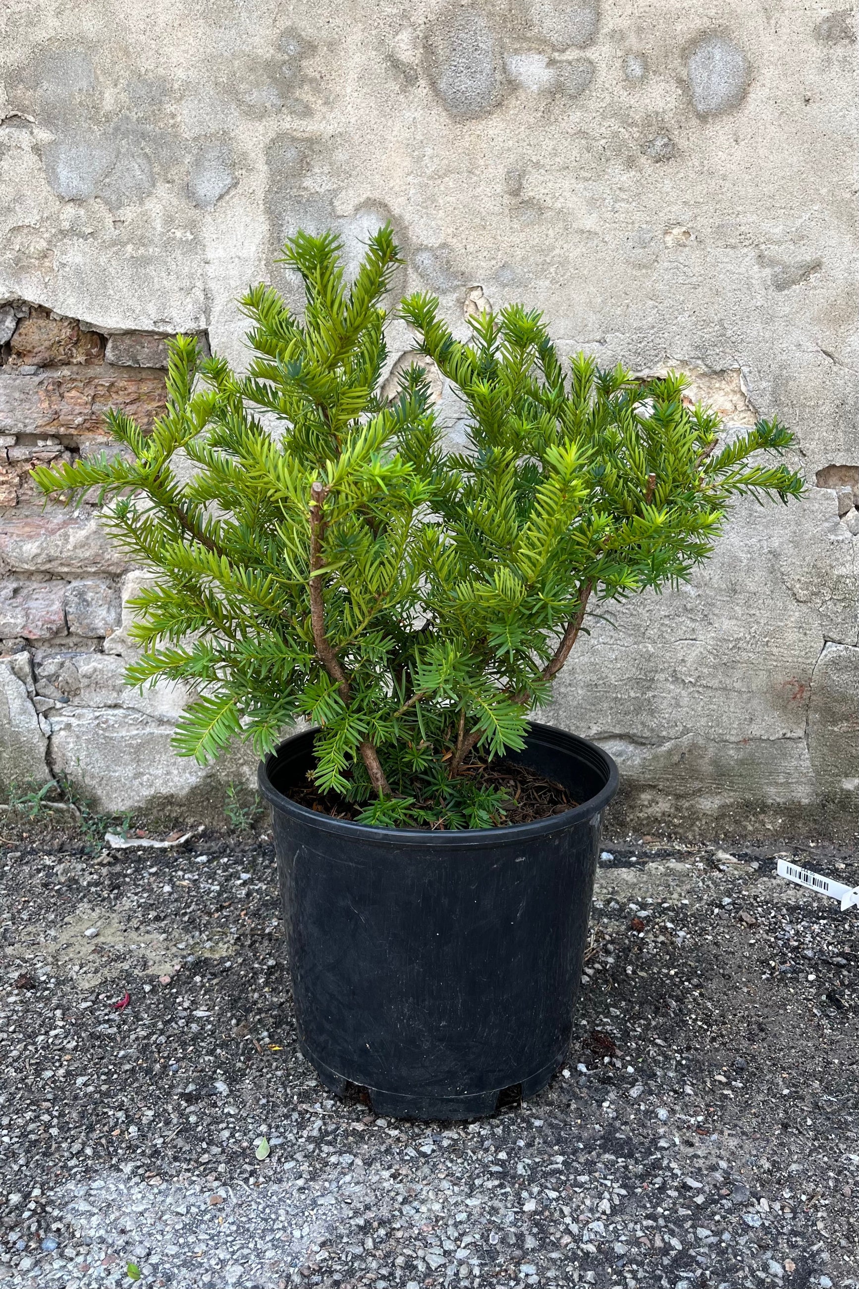 Taxus x Media 'dark green spreader' in growers pot, mid-summer, end of July©Sprout Home