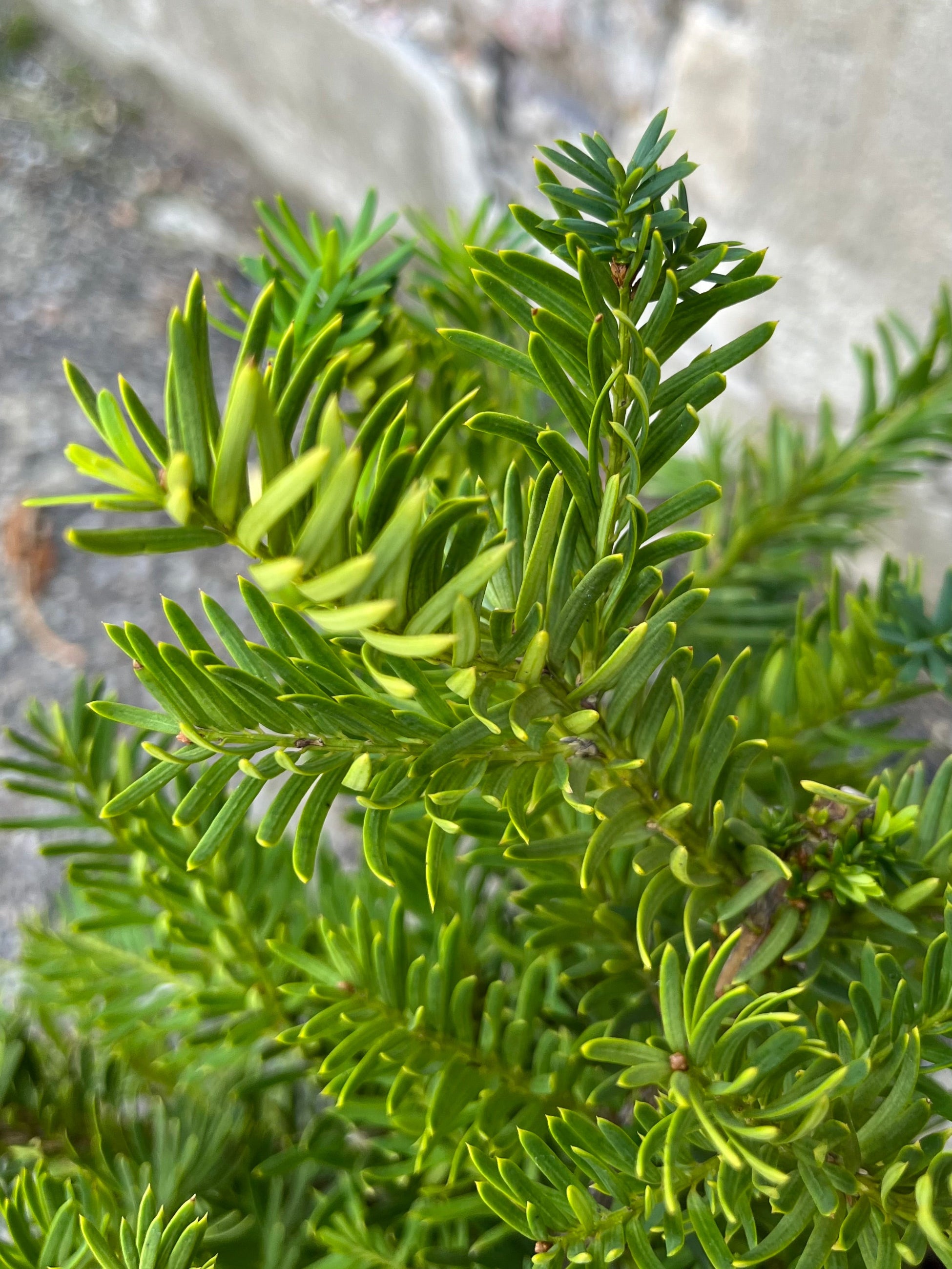 detail photo of Taxus x Media 'dark green spreader' needles in mid-summer, end of July ©Sprout Home