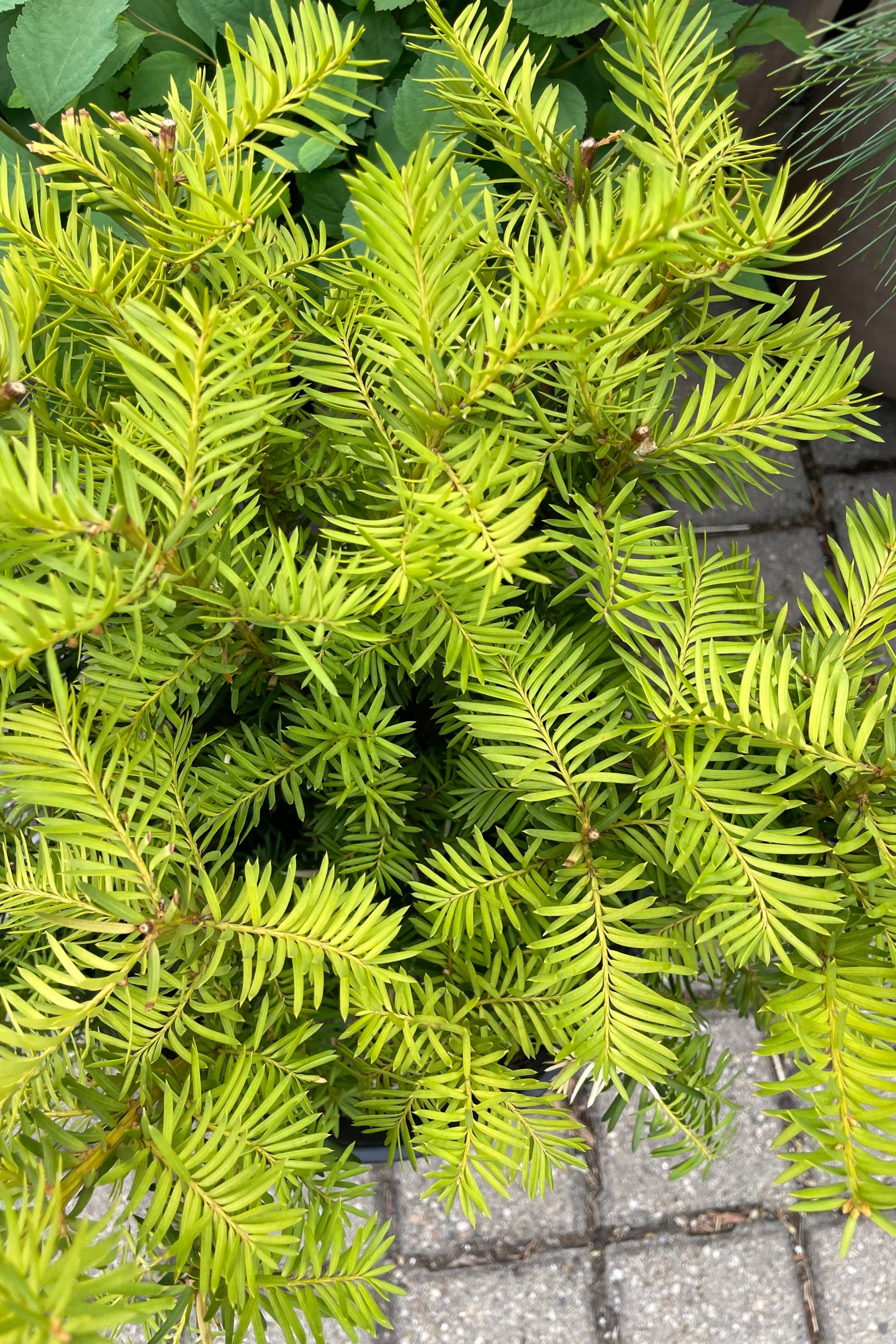 An up close picture of the needle like green new fresh foliage of the Taxus x. media shrub in the beginning of May ©Sprout Home