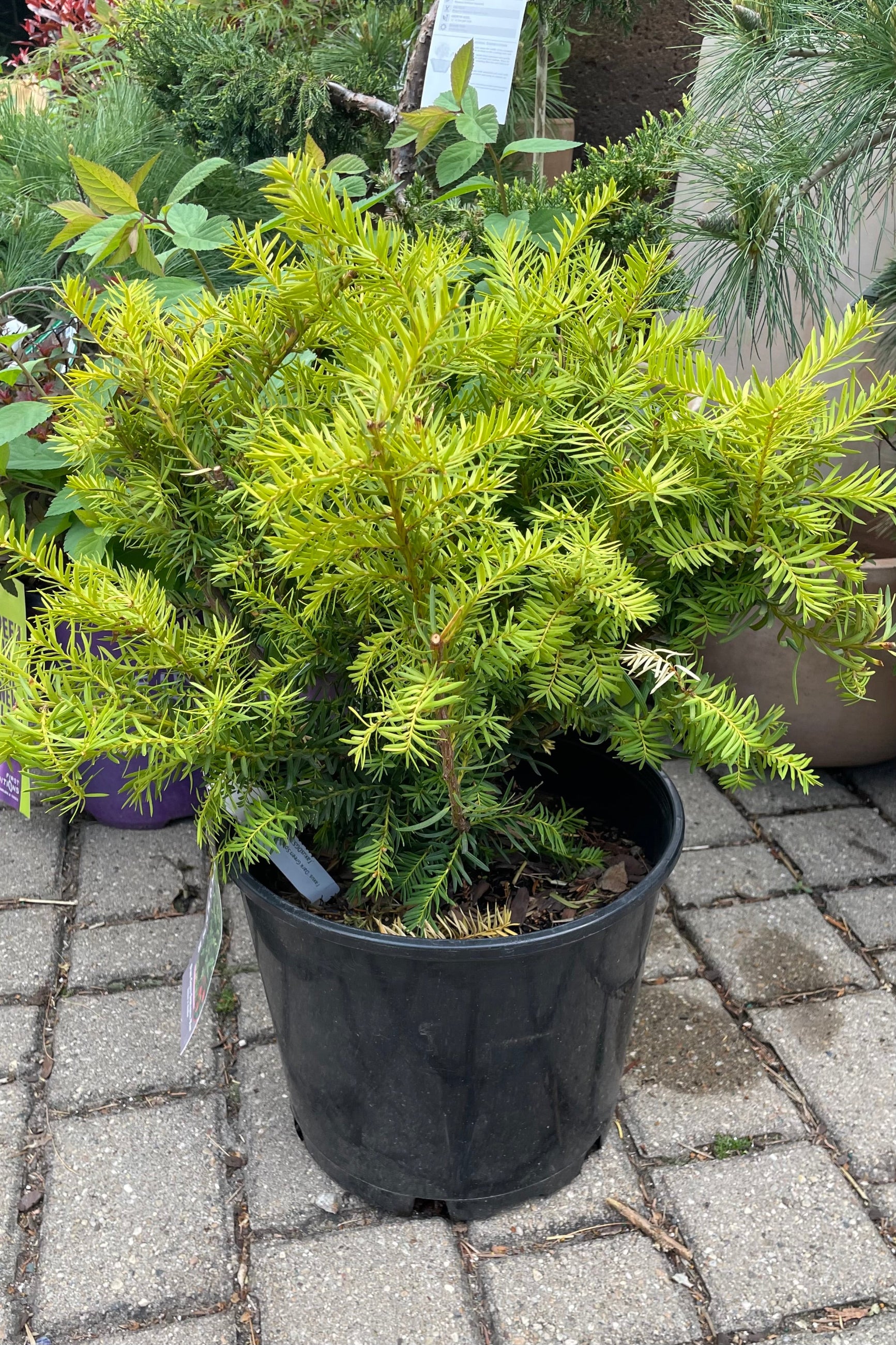 Taxus x media in a #3 growers pot the beginning of May showing fresh foliage. ©Sprout Home
