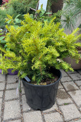 Taxus x media in a #3 growers pot the beginning of May showing fresh foliage.  