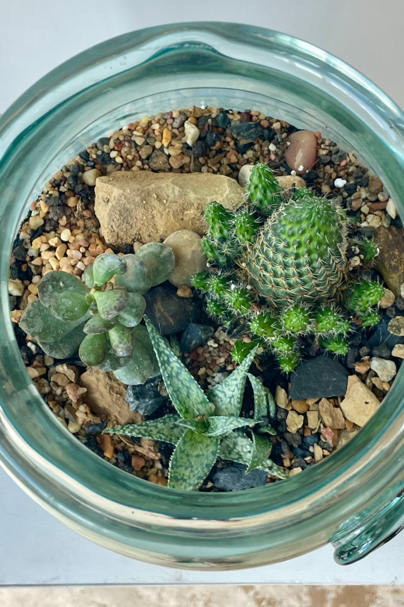 View looking down on a glass terrarium in a white room planted with green succulent plants ©Sprout Home