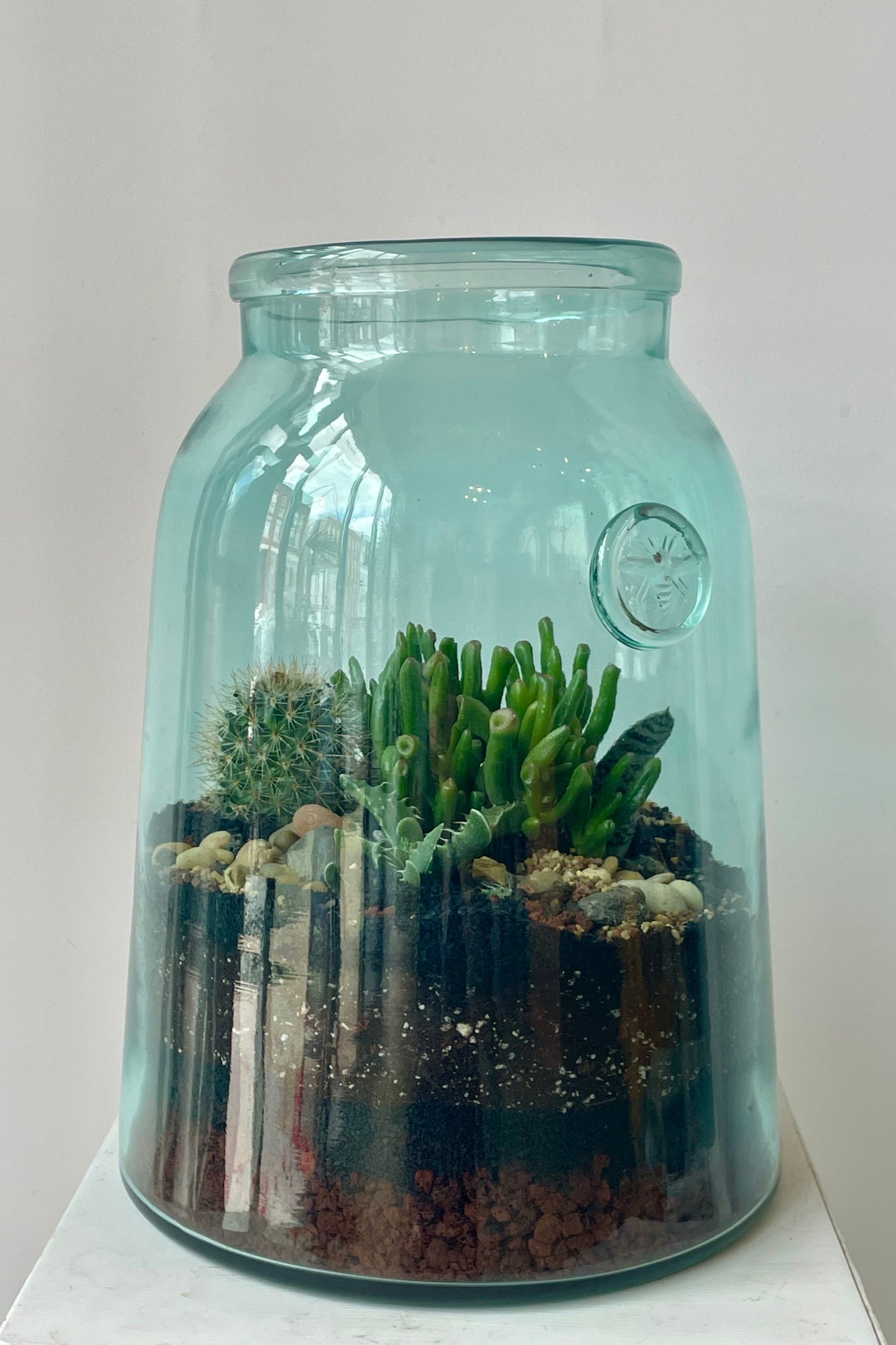 A glass terrarium in a white room planted with green succulent plants ©Sprout Home