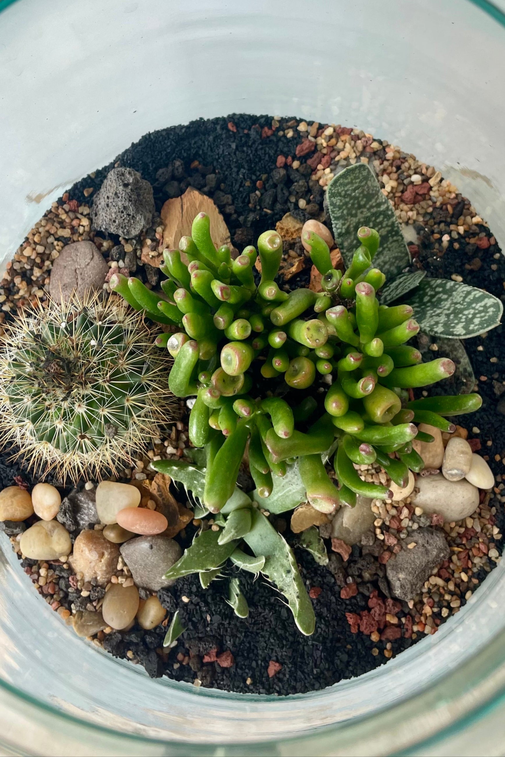 View looking down on glass terrarium in a white room planted with green succulent plants ©Sprout Home