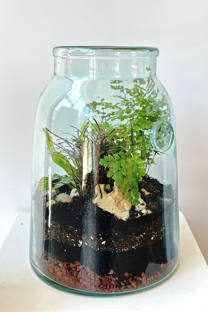 large indoor plant terrarium French Bee Mason Jar Extra-Large Planted Terrarium