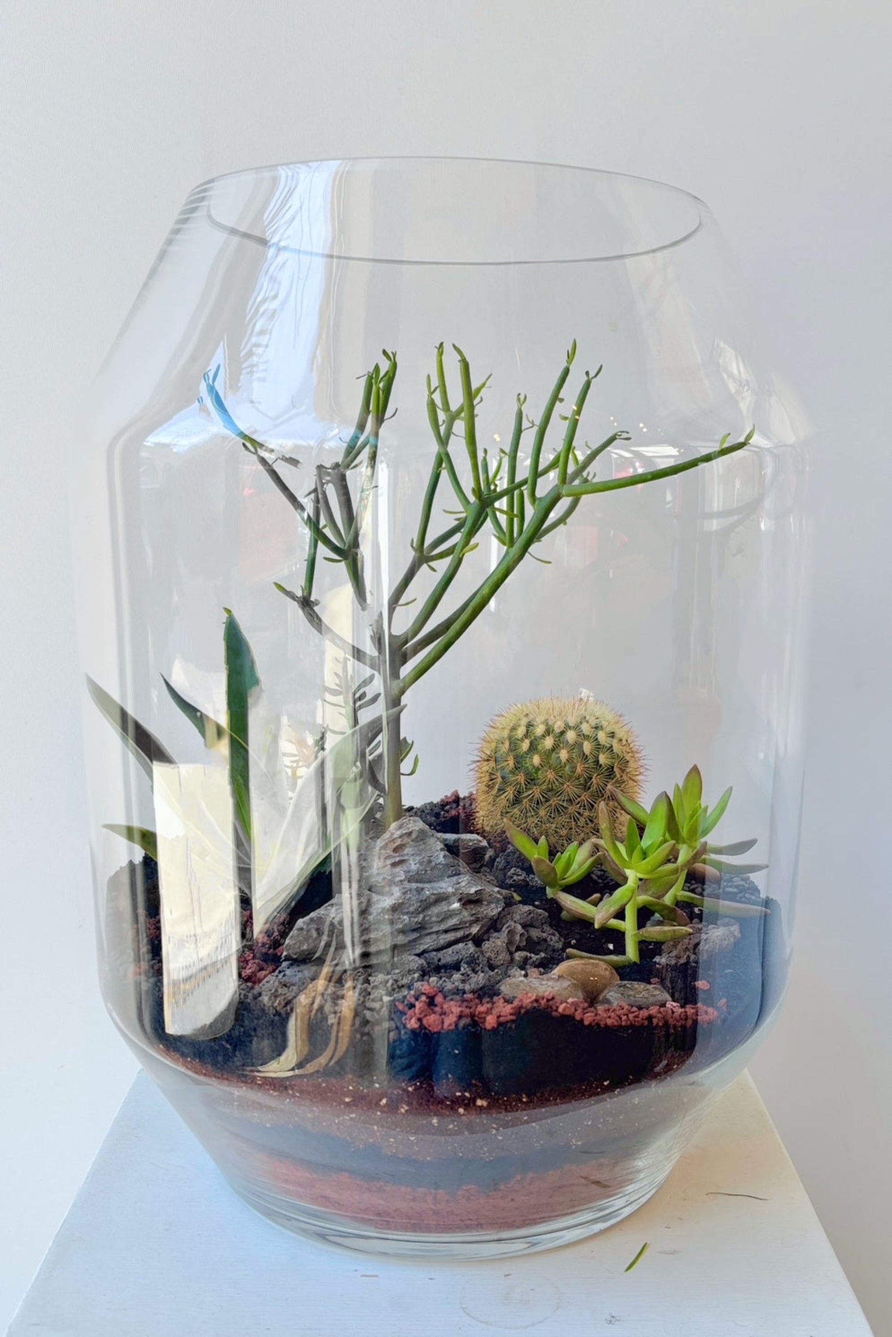 A tall terrarium planted with cactus and succulents against a white surface ©Sprout Home #style_desert