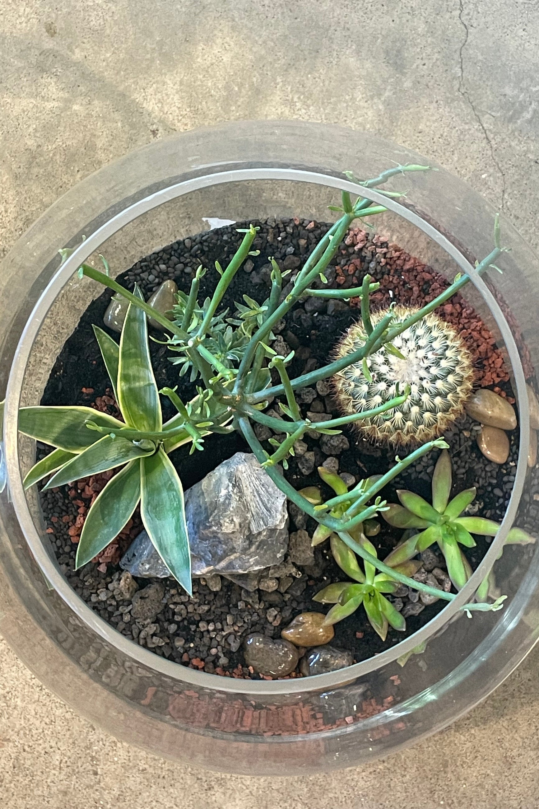 Overhead view looking into a terrarium planted with succulents ©Sprout Home #style_desert