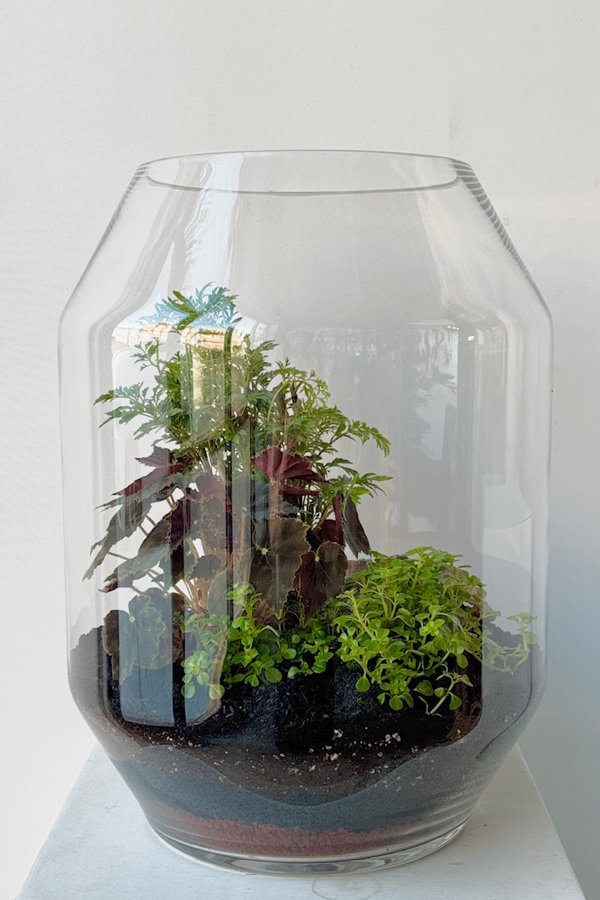 A tall terrarium planted with Begonia Pilea and more foliage in a white room ©Sprout Home #style_foliage