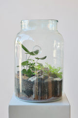 A foliage based 10L mason jar Terrarium by Sprout Home featuring a heart fern standing above other plants. 
