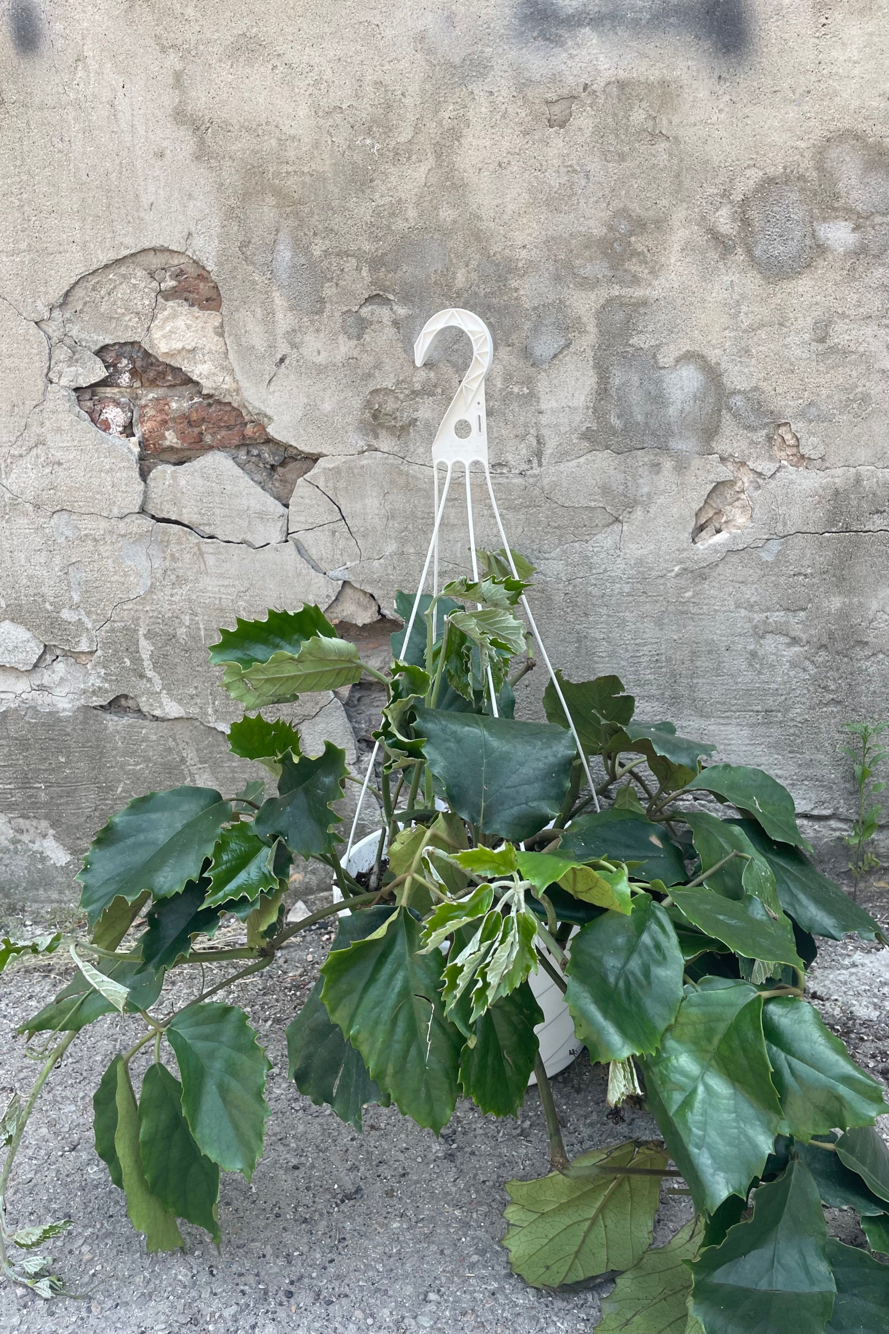 Tetrastigma voinierianum 12