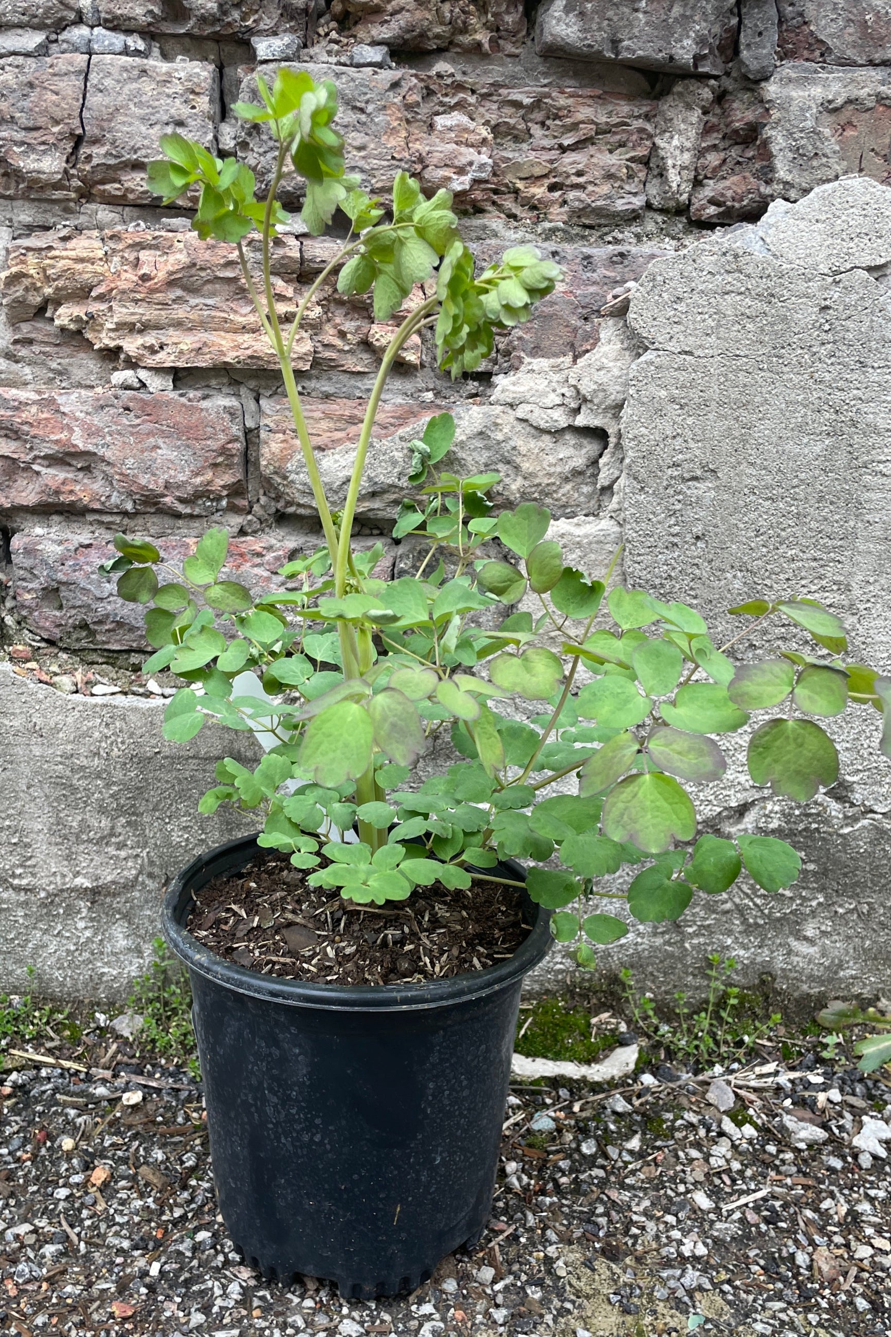 A #1 growers pot of Thalictrum rochebrunianum against a brick and concrete wall the middle of April. ©Sprout Home