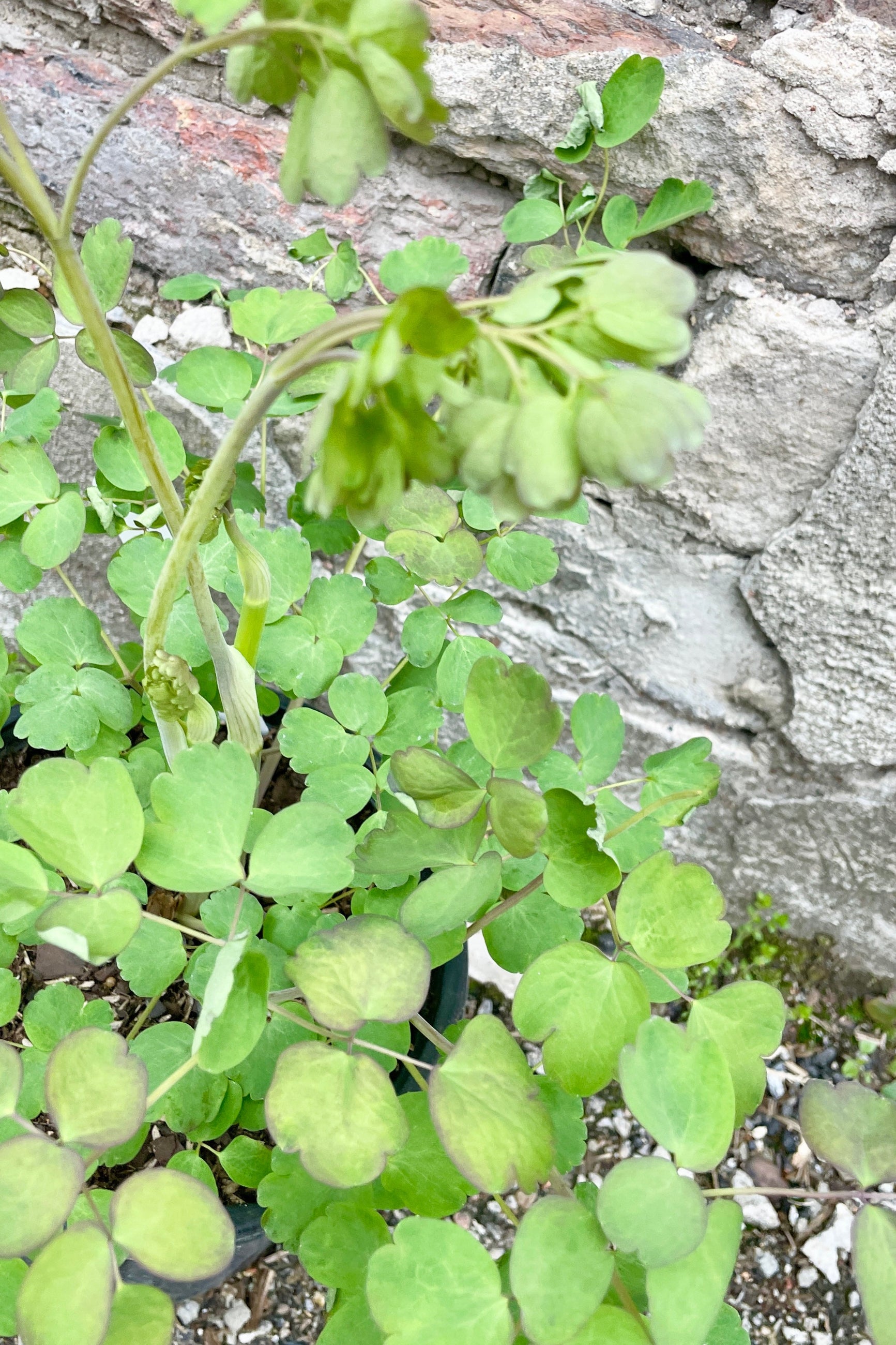 Detail of the delicate looking leaves of the Thalictrum rochebrunianum the middle April. ©Sprout Home