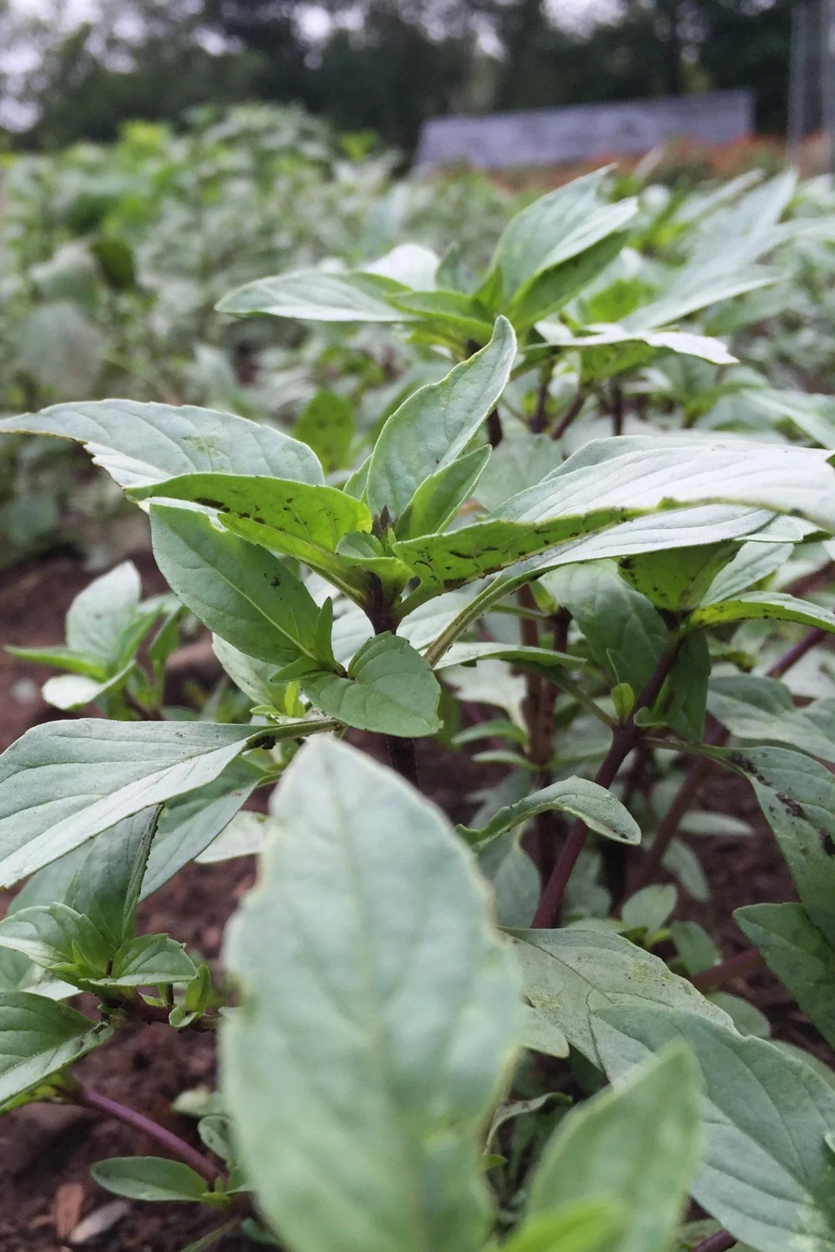 Thai basil growing in a garden bed with brown soil and other plants in the background. ©Hudson Valley Seed Co.