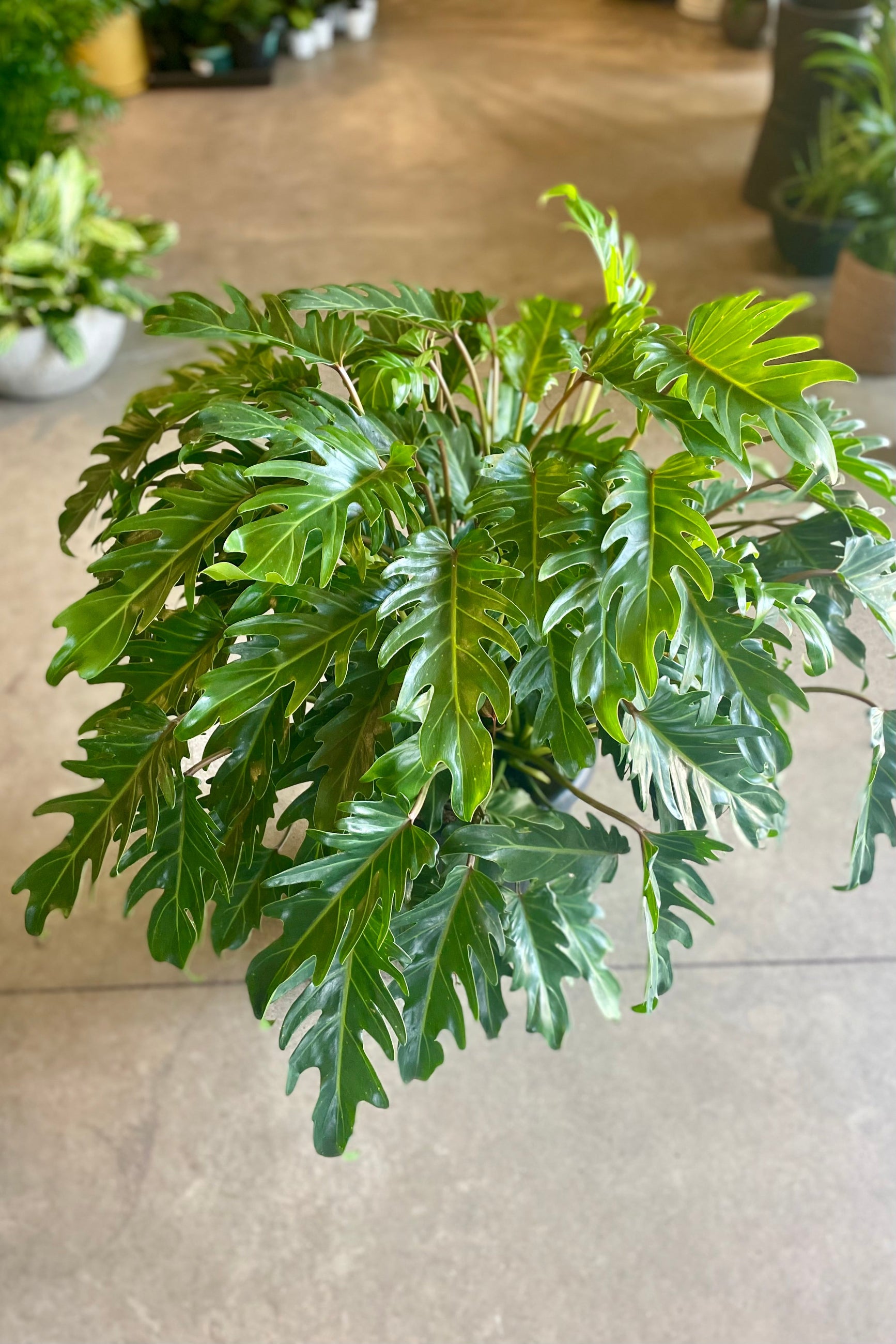 A potted Thaumatophyllum in a plant store ©Sprout Home