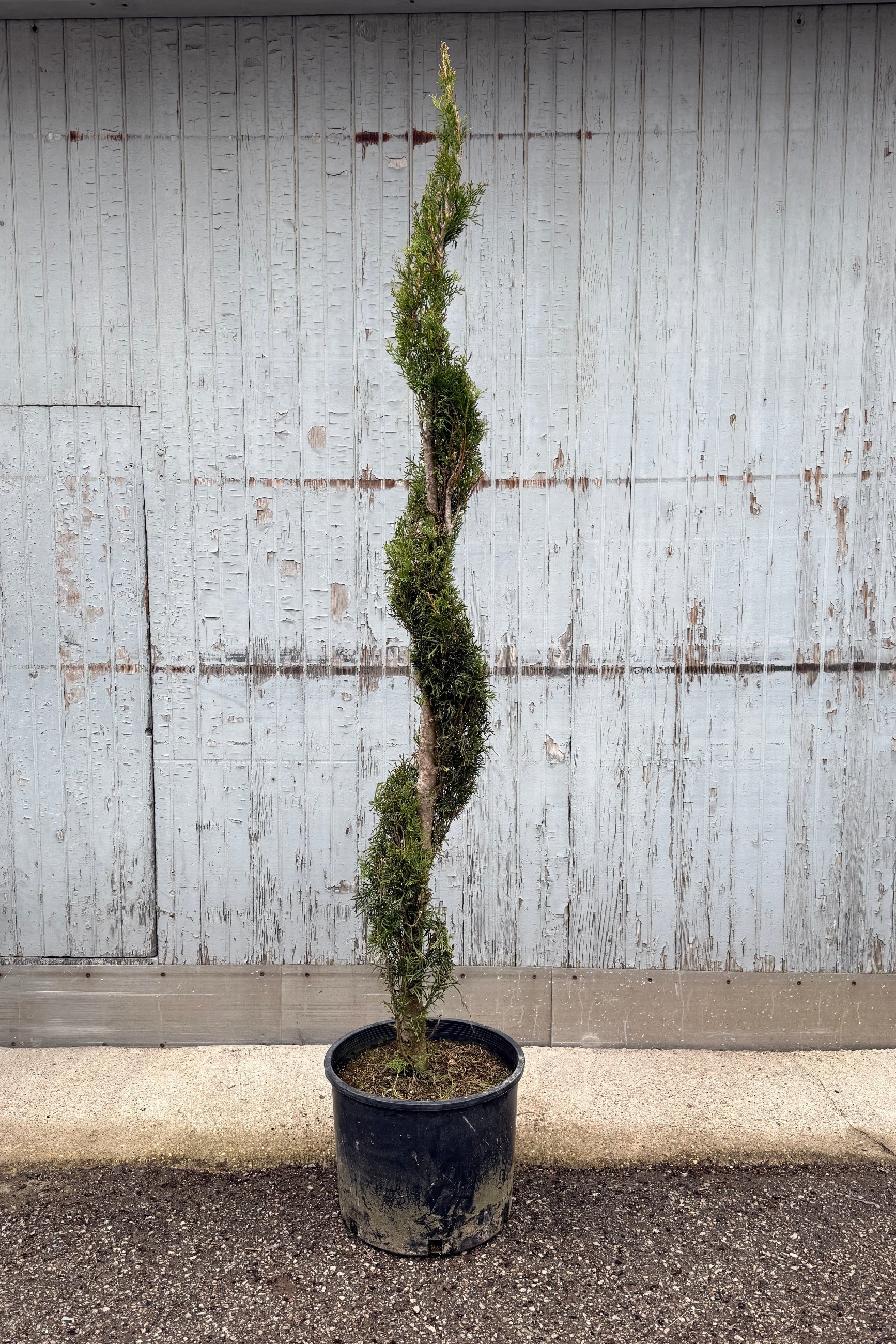 Emerald Green Spiral Arborvitae in April #7 growers pot©Sprout Home