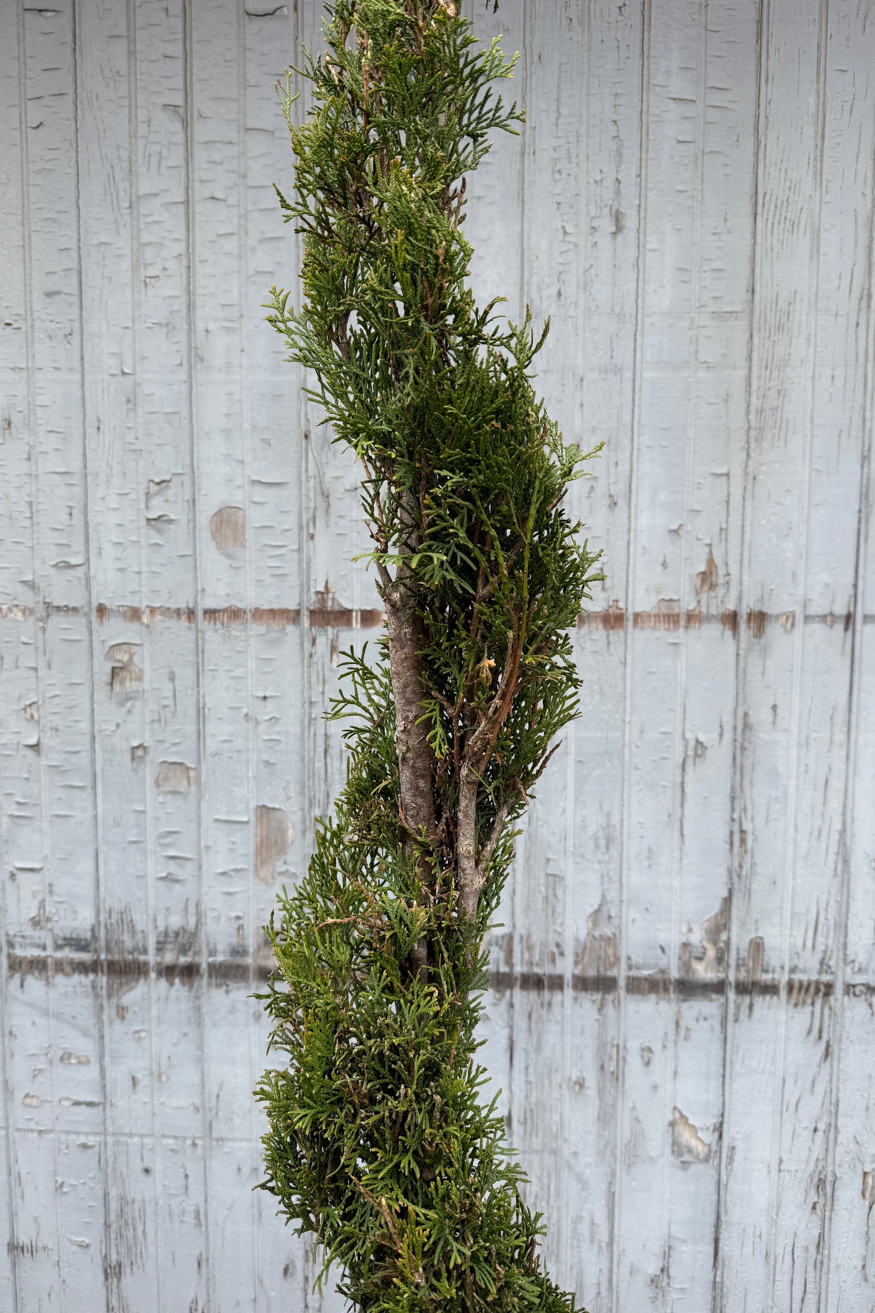 Detail of Emerald Green Spiral Arborvitae in April ©Sprout Home
