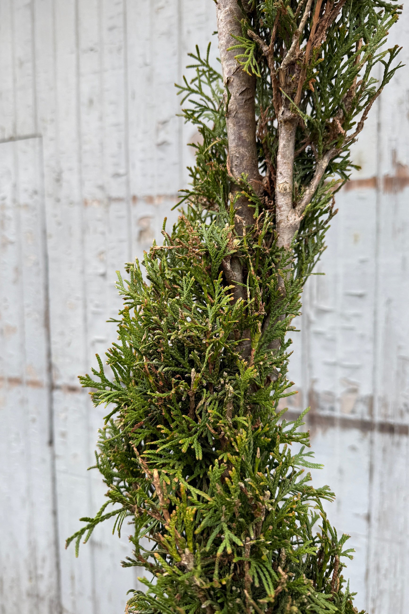 Detail of Emerald Green Spiral Arborvitae in April ©Sprout Home