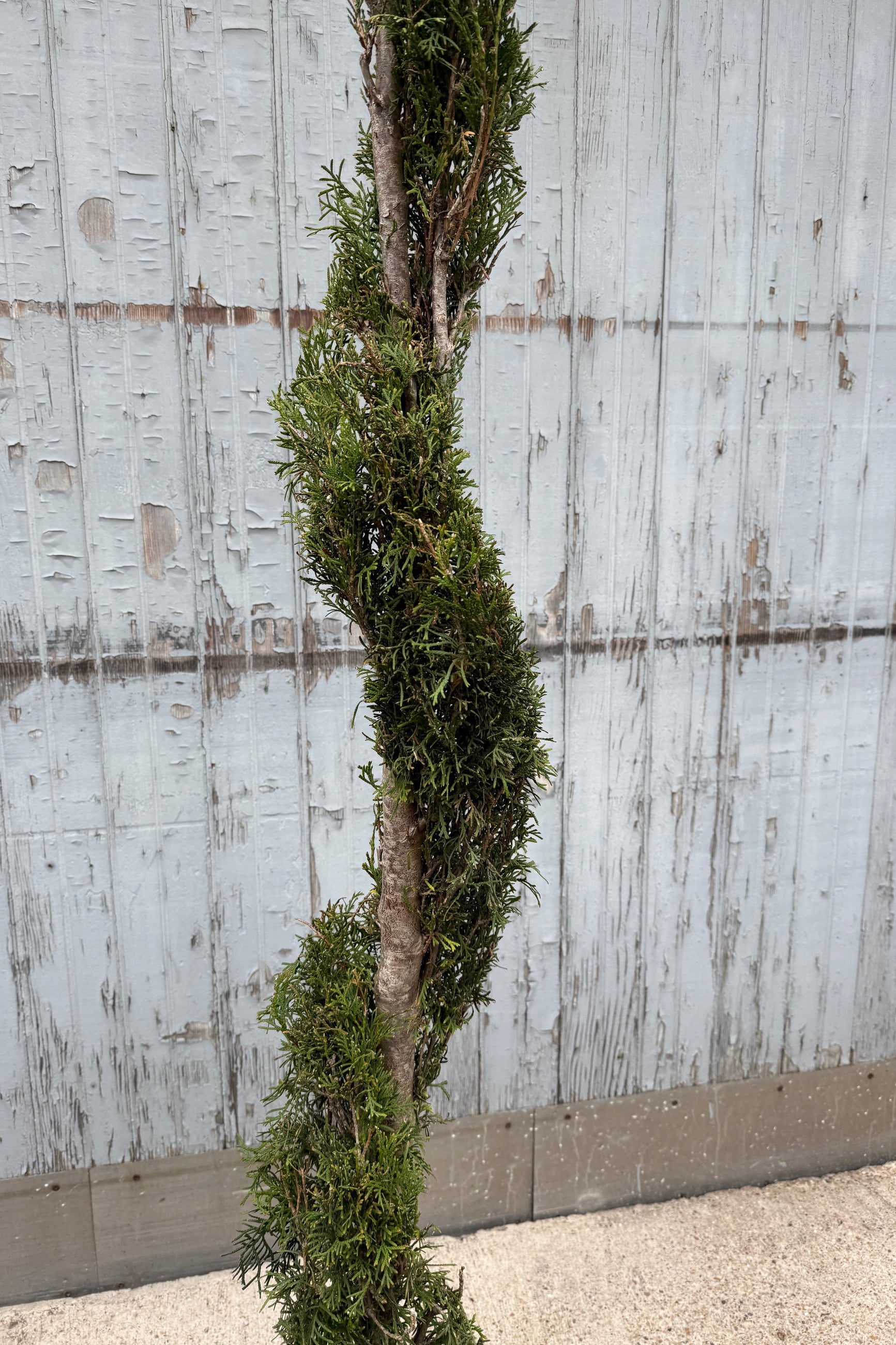 Detail of Emerald Green Spiral Arborvitae in April ©Sprout Home