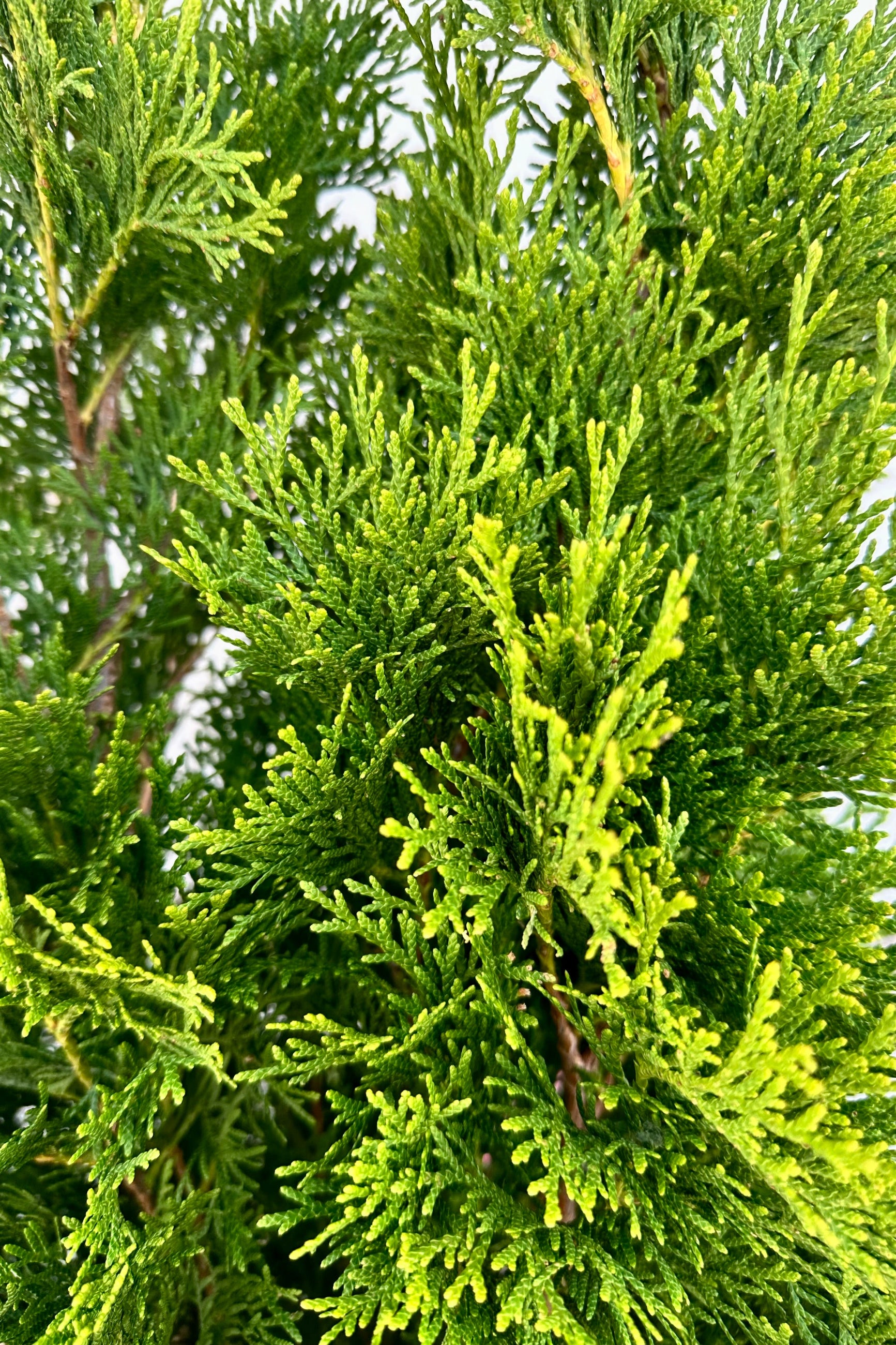 Detail of the lacy evergreen branches of Thuja 'Emerald Green' the middle of June ©Sprout Home