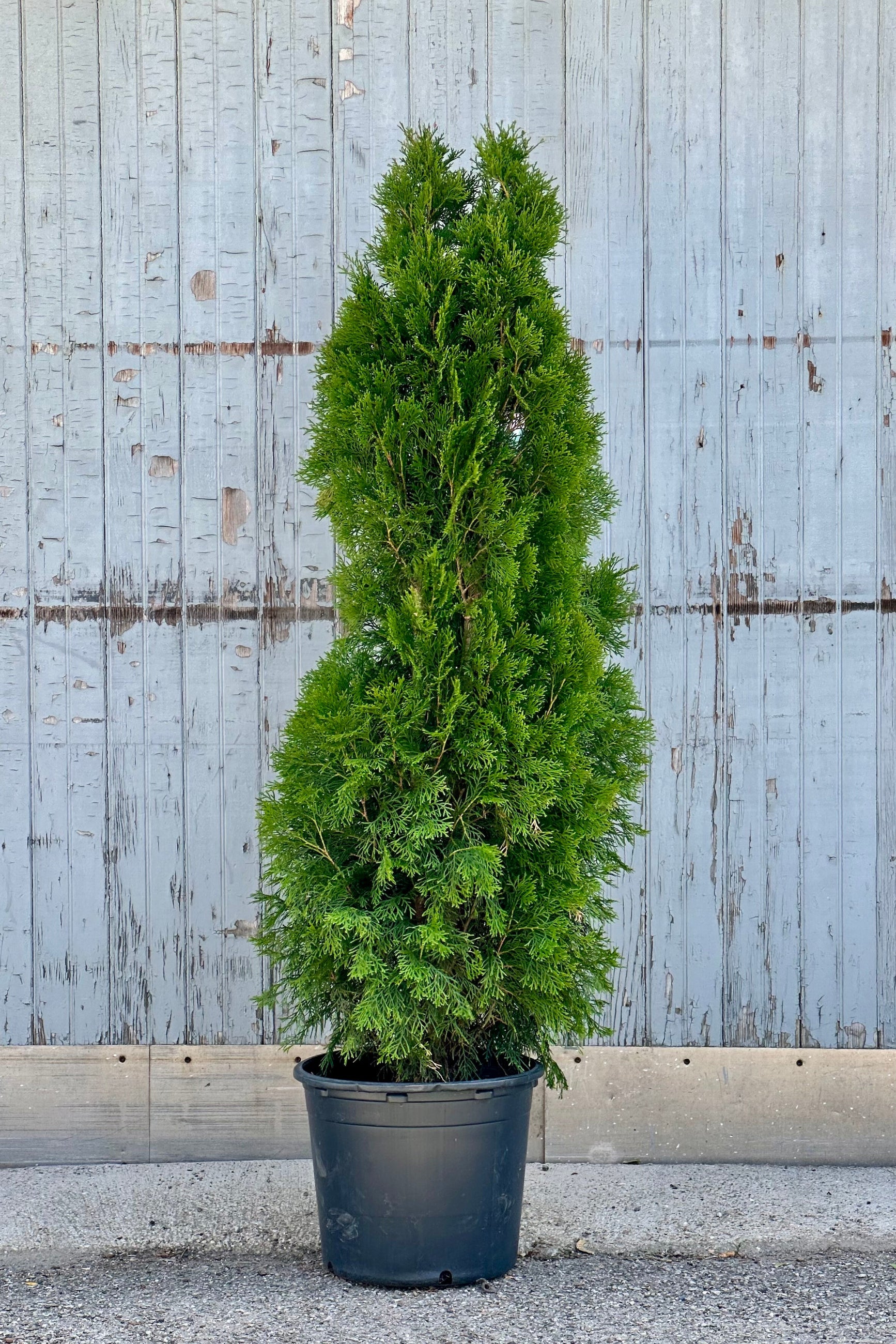 Thuja 'Emerald Green' in a #7 growers pot in front of a wood wall the middle of June ©Sprout Home