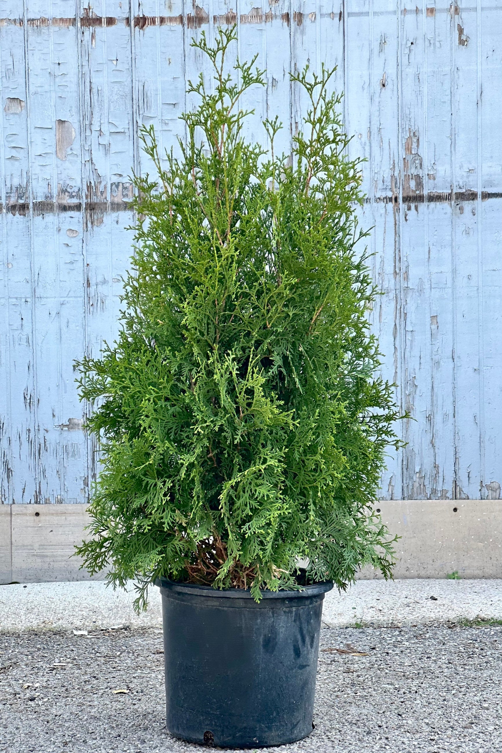 Thuja 'Pyramidalis' in a #5 growers pot the end of April in front of a blue gray wall. ©Sprout Home
