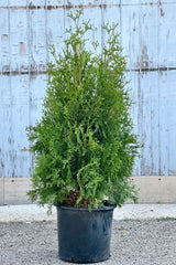 Thuja 'Pyramidalis' in a #5 growers pot the end of April in front of a blue gray wall. 