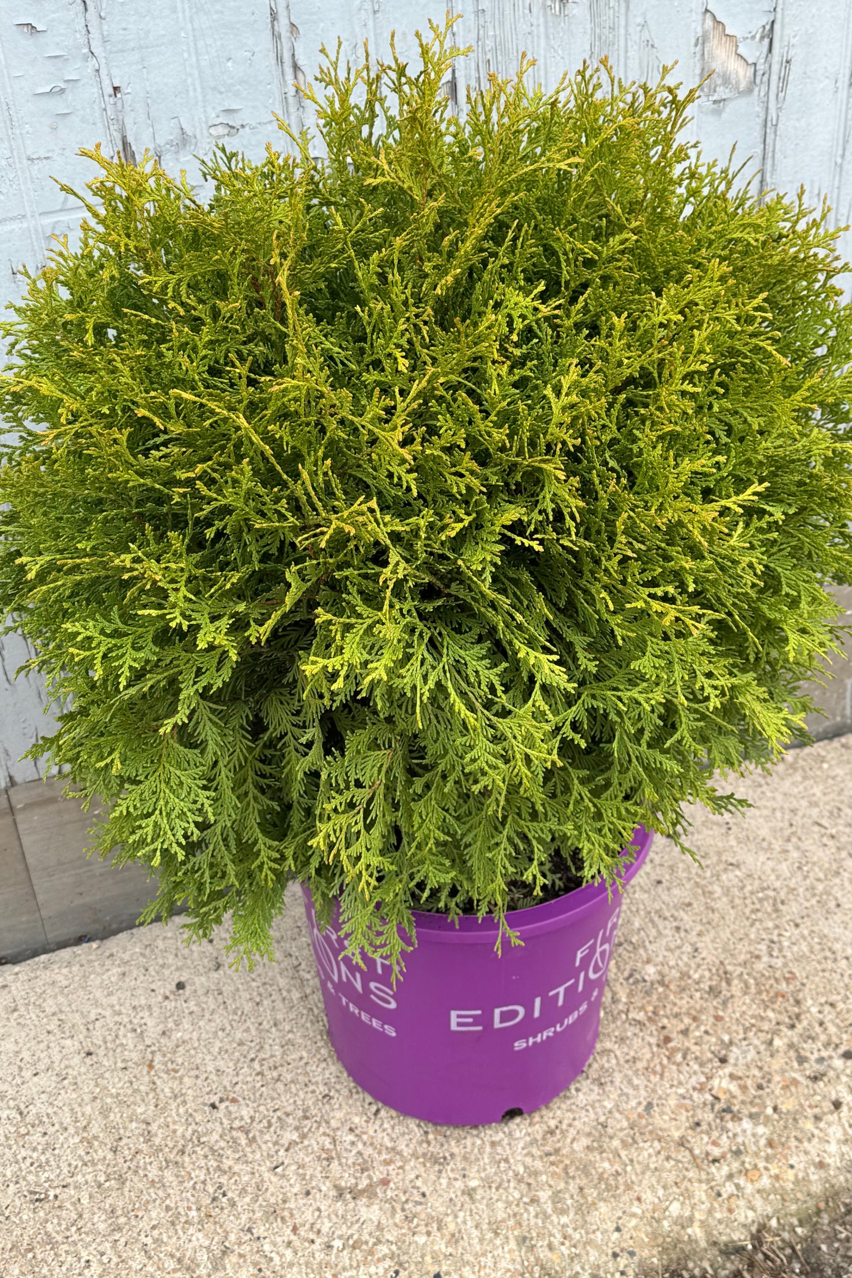 Photo from the side of Thuja 'Planet Earth' a round evergreen in a purple pot in front of a gray wall. ©Sprout Home