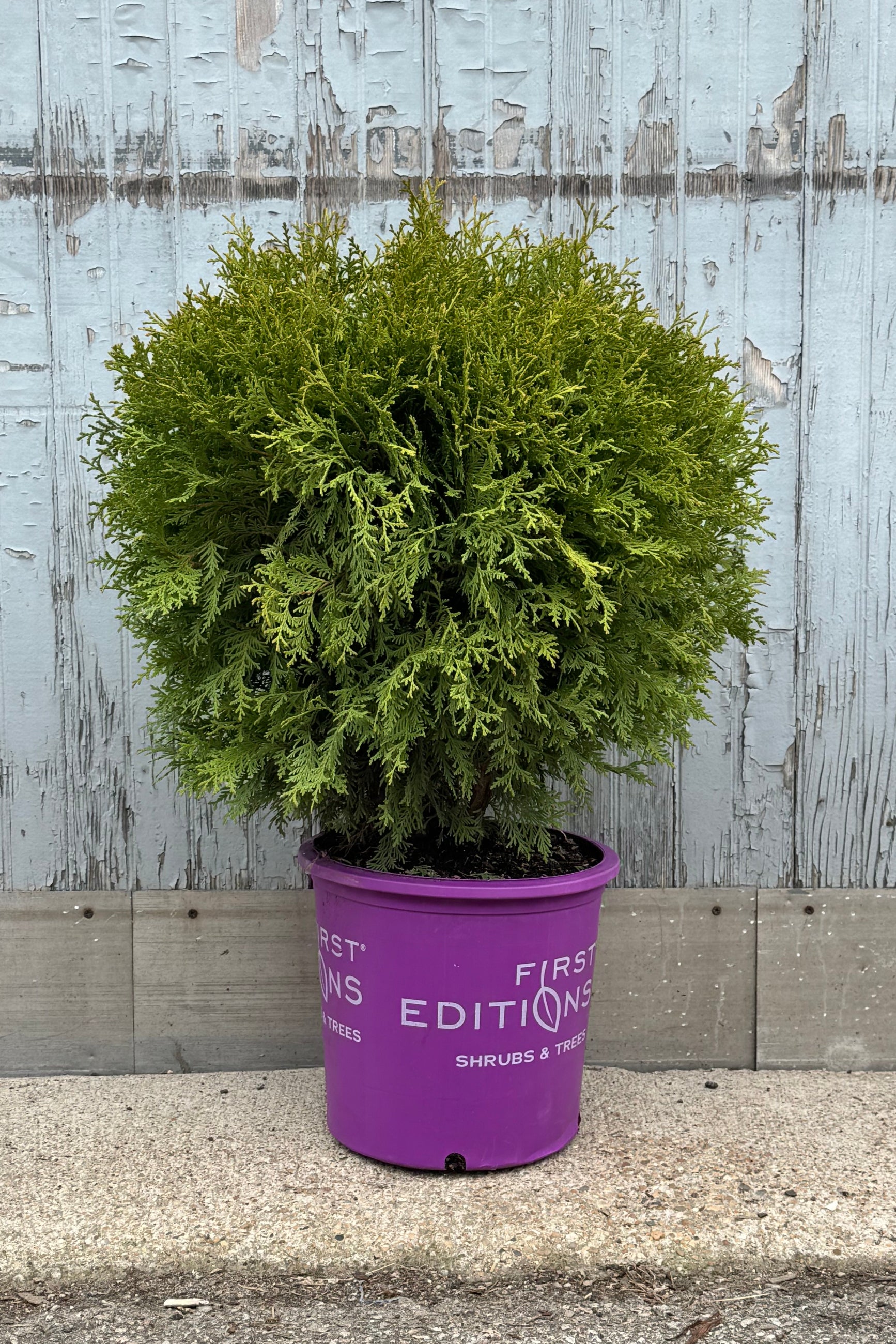 Photo of Thuja 'Planet Earth' a round evergreen in a purple pot in front of a gray wall. ©Sprout Home
