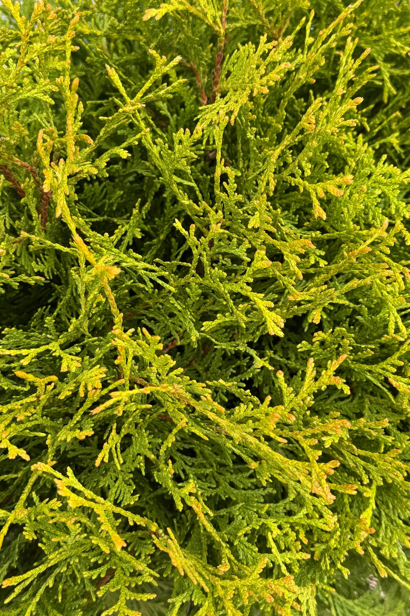 Close photo of Thuja 'Planet Earth' a round evergreen in a purple pot in front of a gray wall. ©Sprout Home