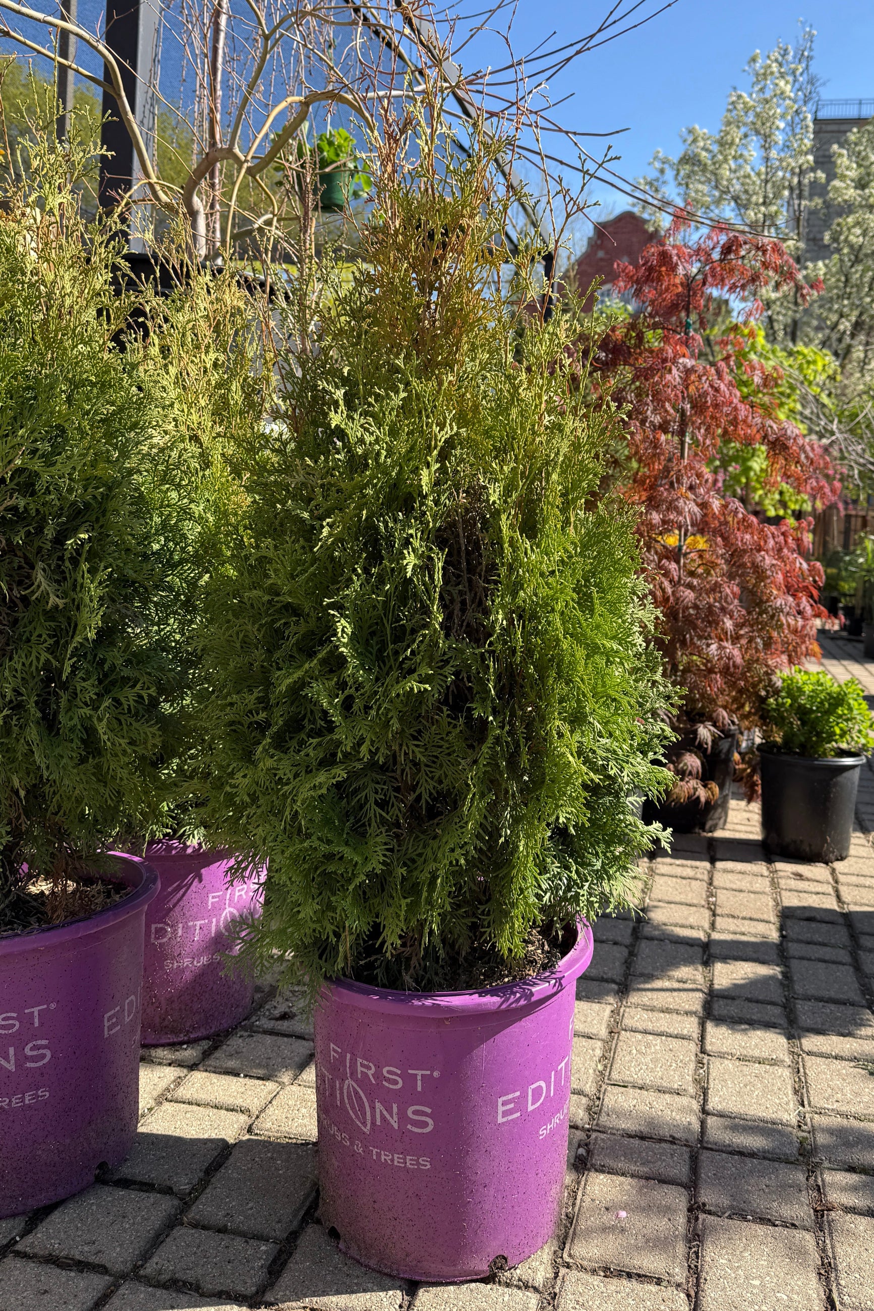 Thuja occ. 'Tall Guy' #5 standing tall the end of April ©Sprout Home