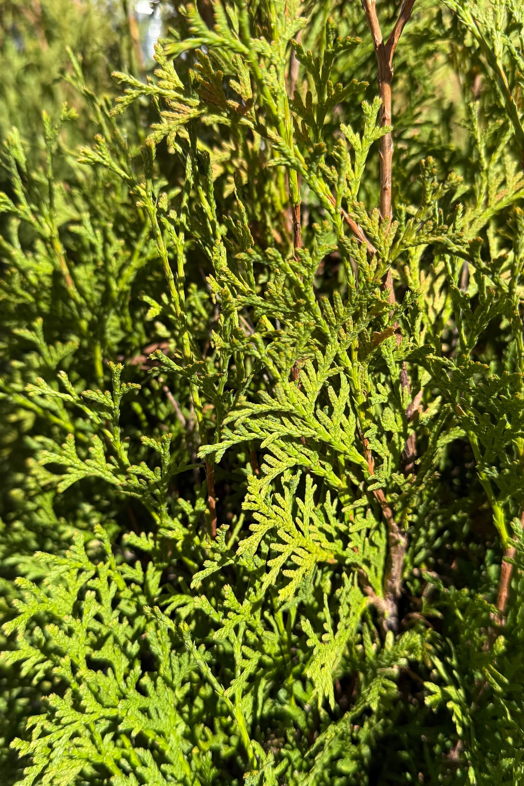 Thuja occ. 'Tall Guy' up close foliage in the end of April ©Sprout Home