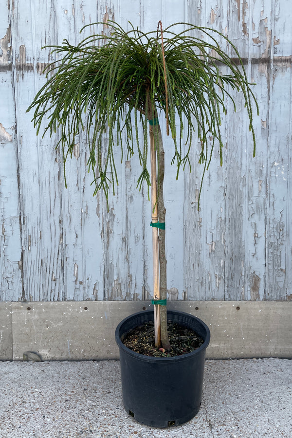 Super cool evergreen standard, the Thuja 'Whipcord' in April at Sprout Home. 