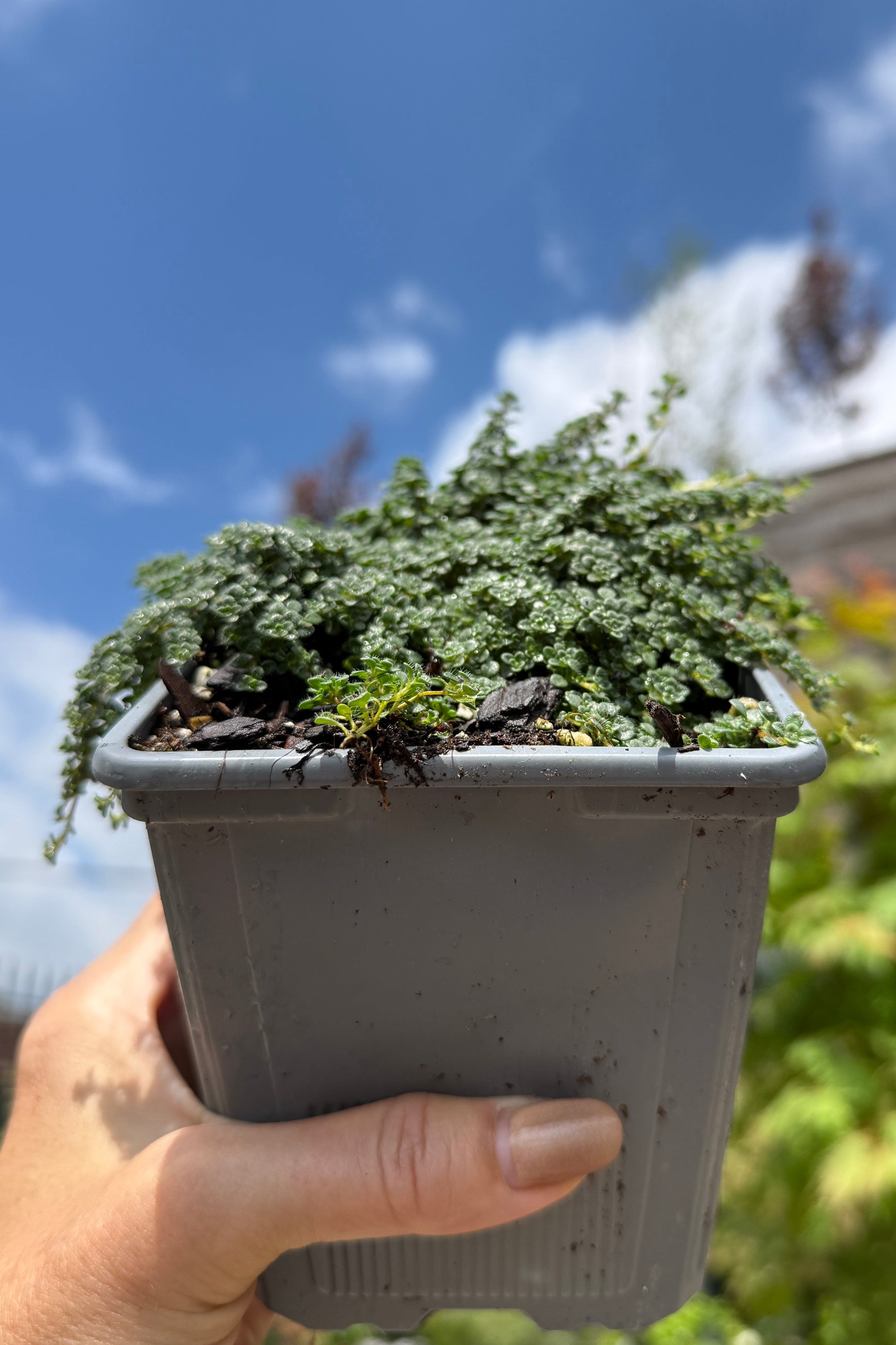 Hand holding a small Thymus serpyllum 'Elfin' 4" plant against a blue sky with clouds the end of May©Sprout Home