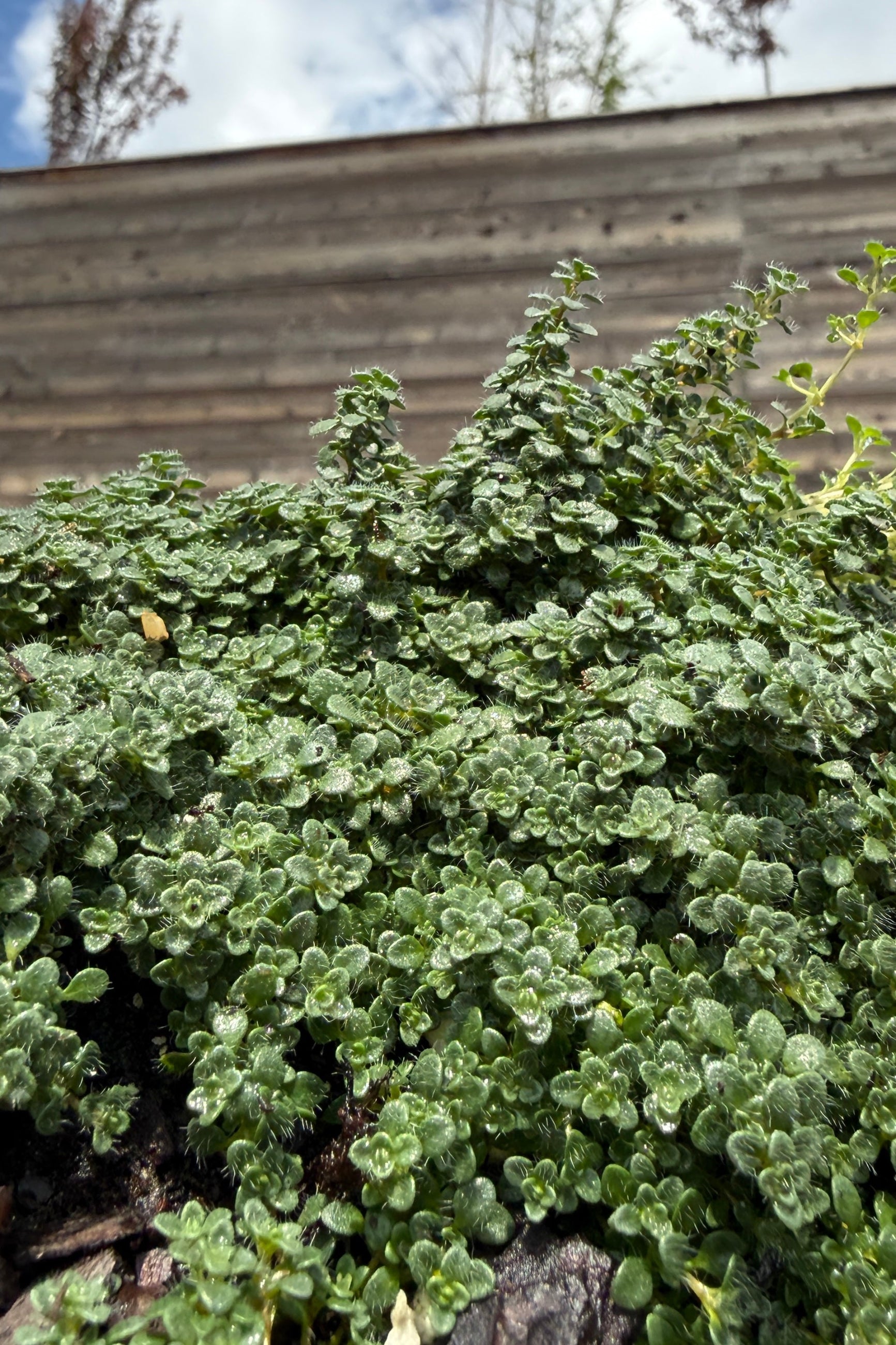 Thymus serpyllum 'Elfin' leaves the end of May against a wooden wall and blue sky ©Sprout Home