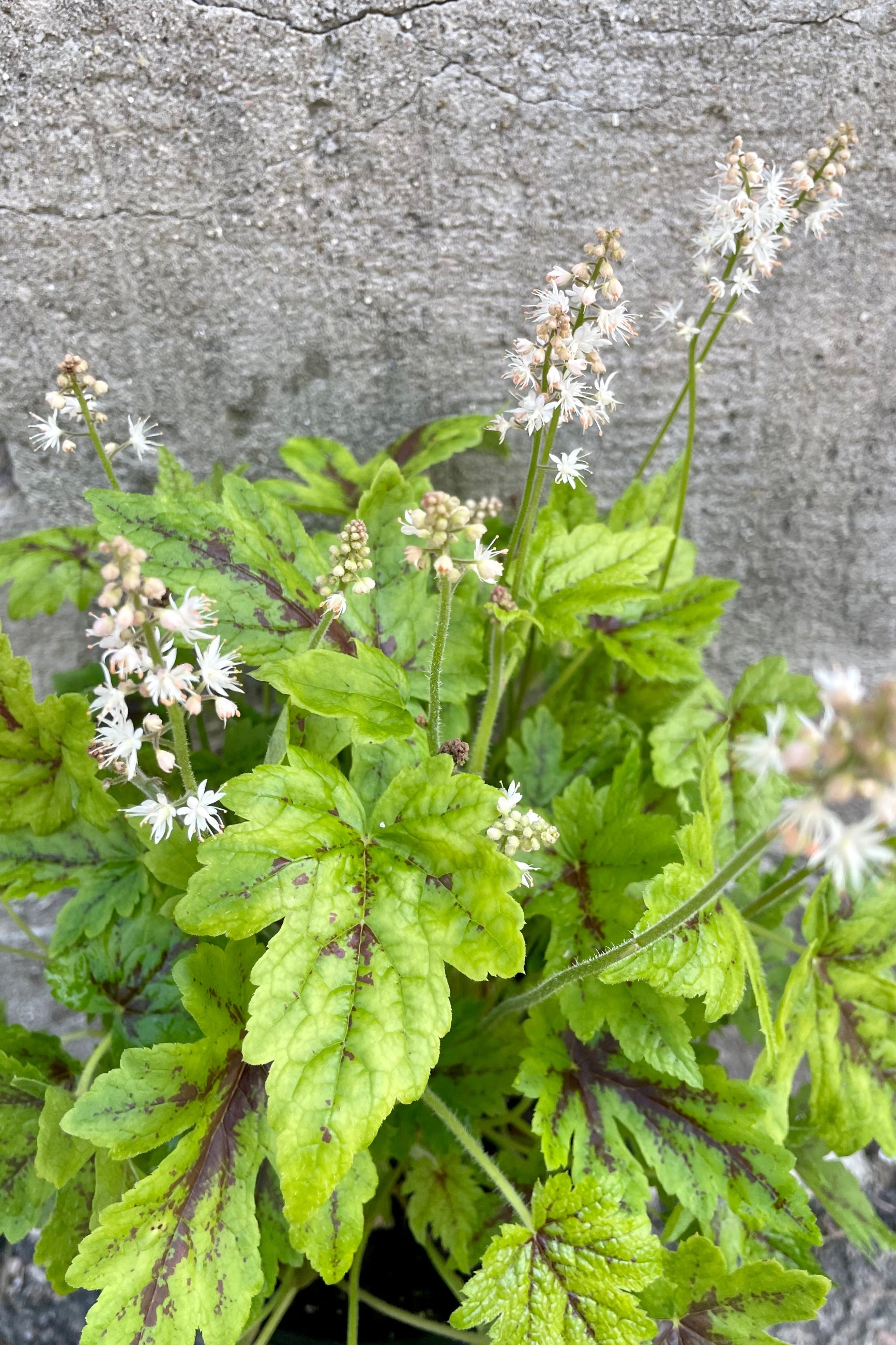 Tiarella leaves of bright green and dark burgundy markings with a light pink bloom in mid May of 'Elizabeth Oliver' ©Sprout Home