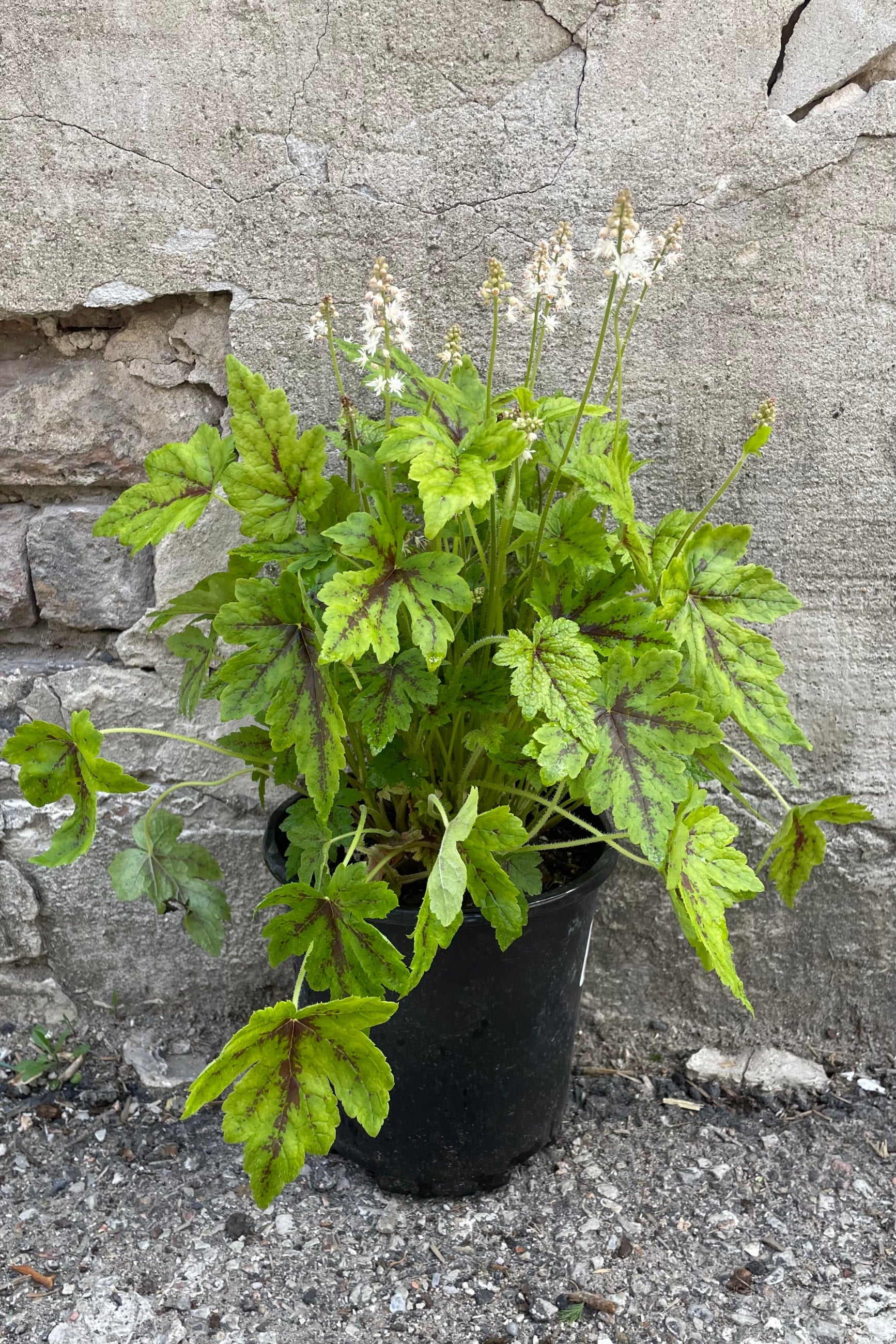 Tiarella 'Elizabeth Oliver' with its striking green with burgundy marked leaves and soft gentle pink white bloom in a #1 pot the middle of May. ©Sprout Home