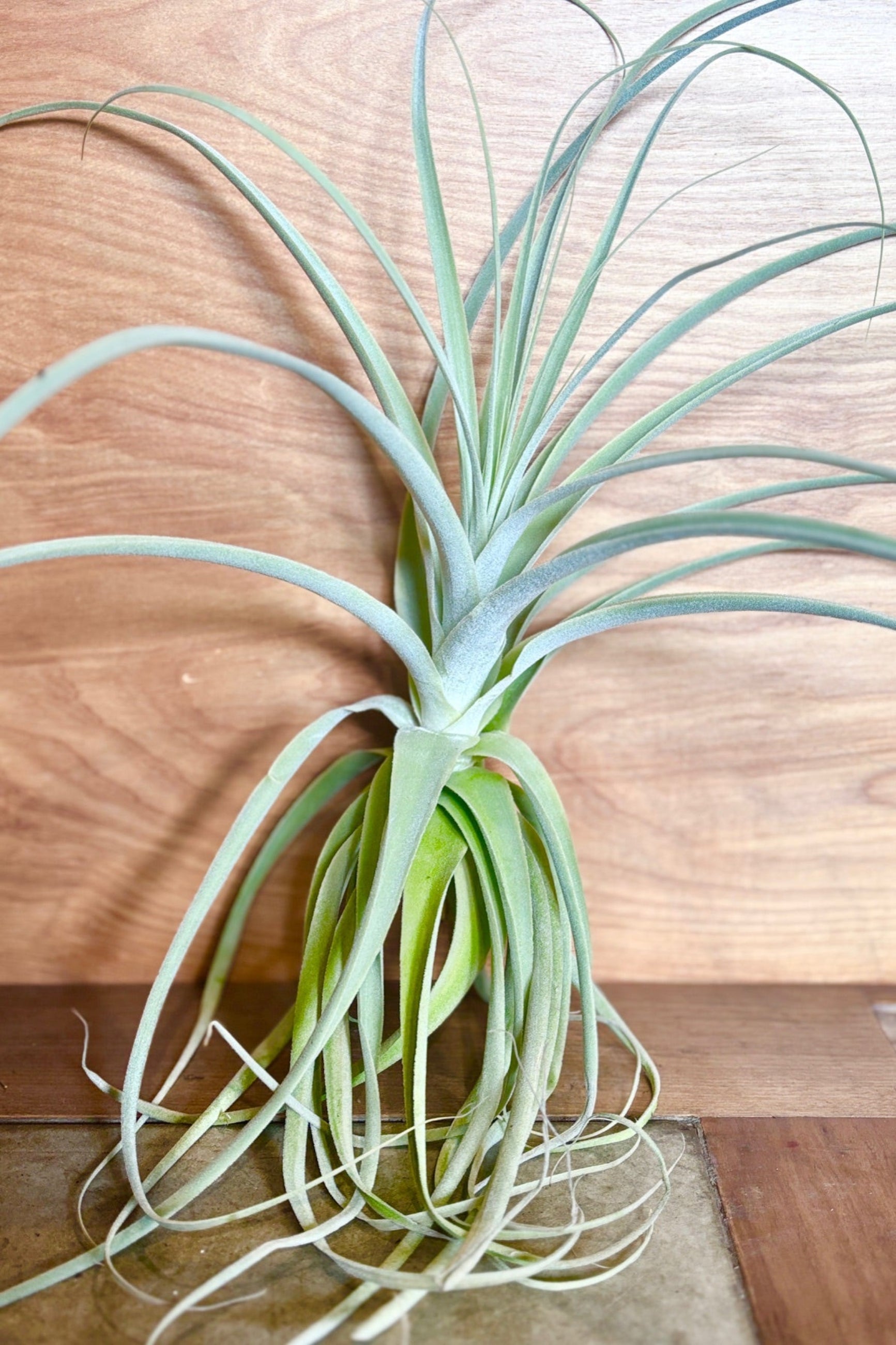 Tillandsia straminea against a wooden background ©Sprout Home
