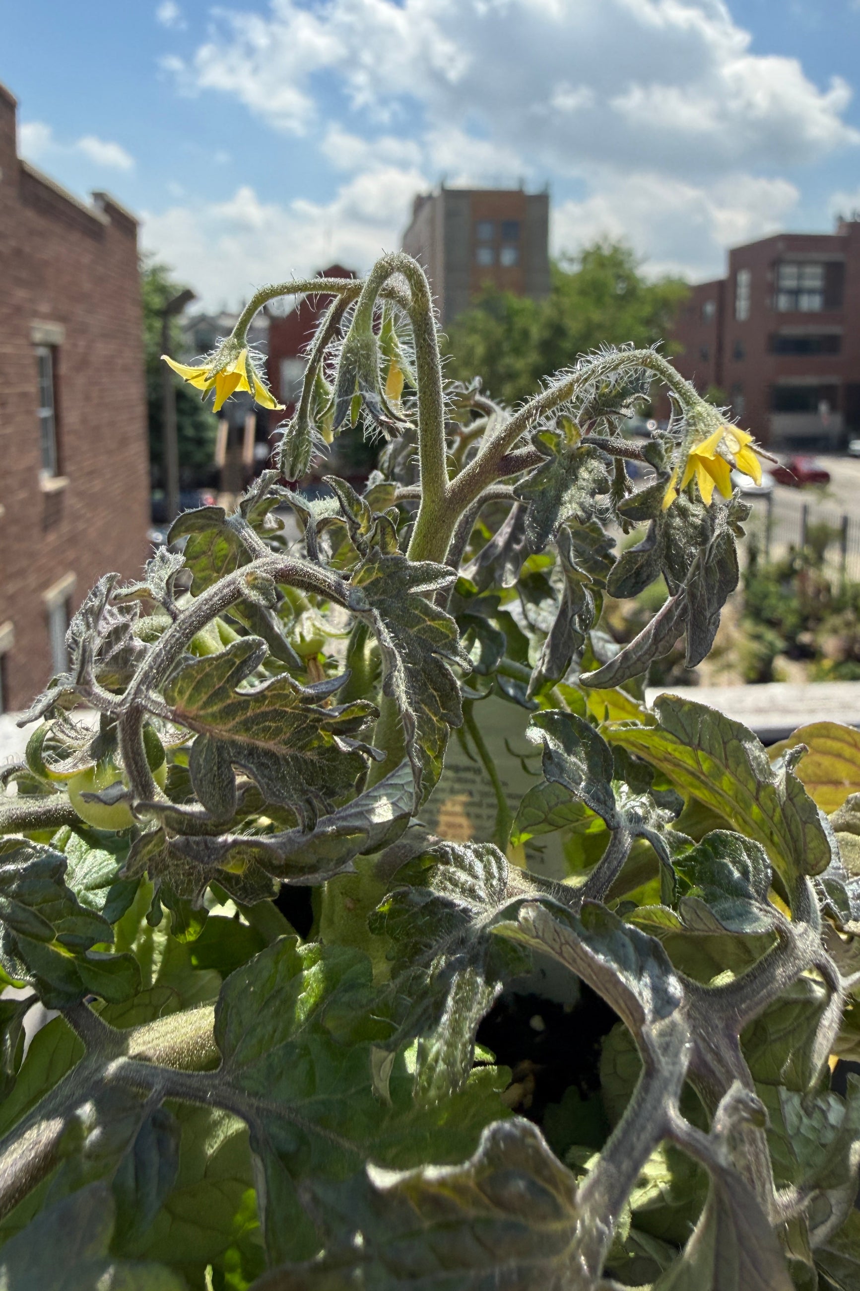 Tomato (assorted) just starting to flower the end of May ©Sprout Home