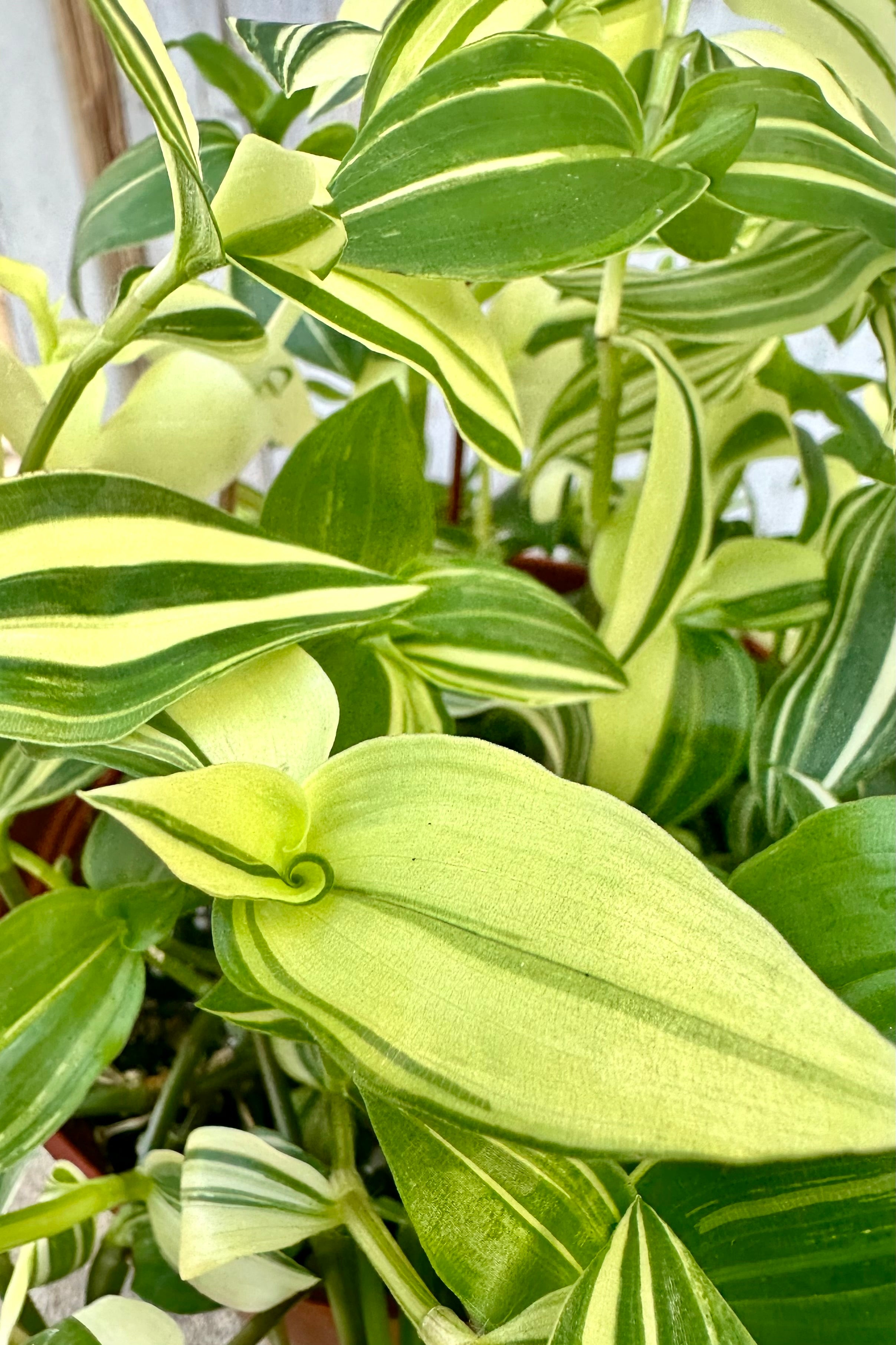Up close detail of the green and lemon striped leaves of the Tradescantia fluminensis plant at Sprout Home.