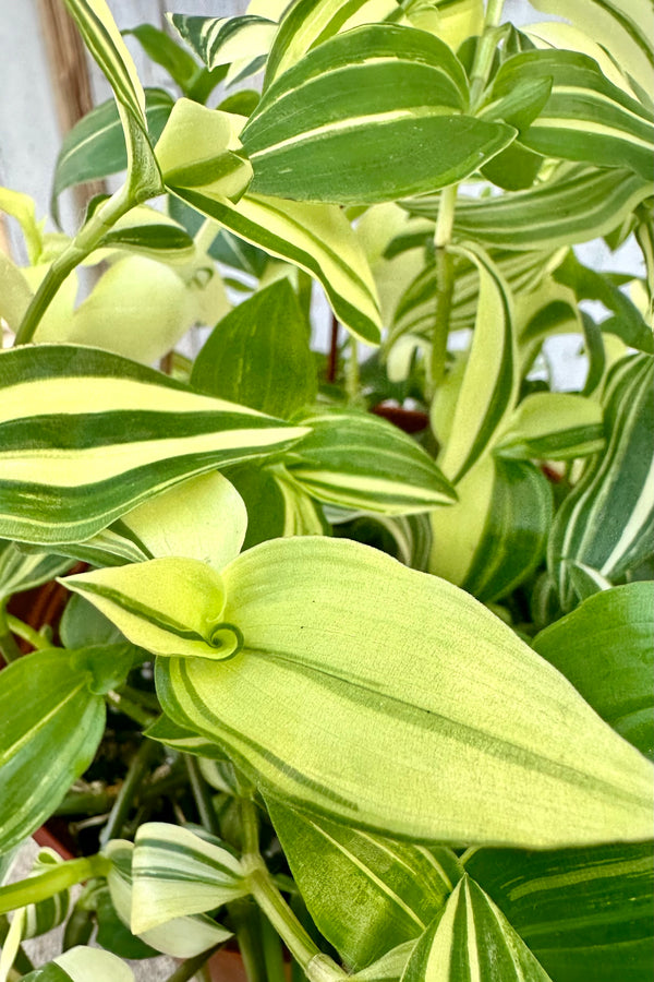 Up close detail of the green and lemon striped leaves of the Tradescantia fluminensis plant at Sprout Home. 
