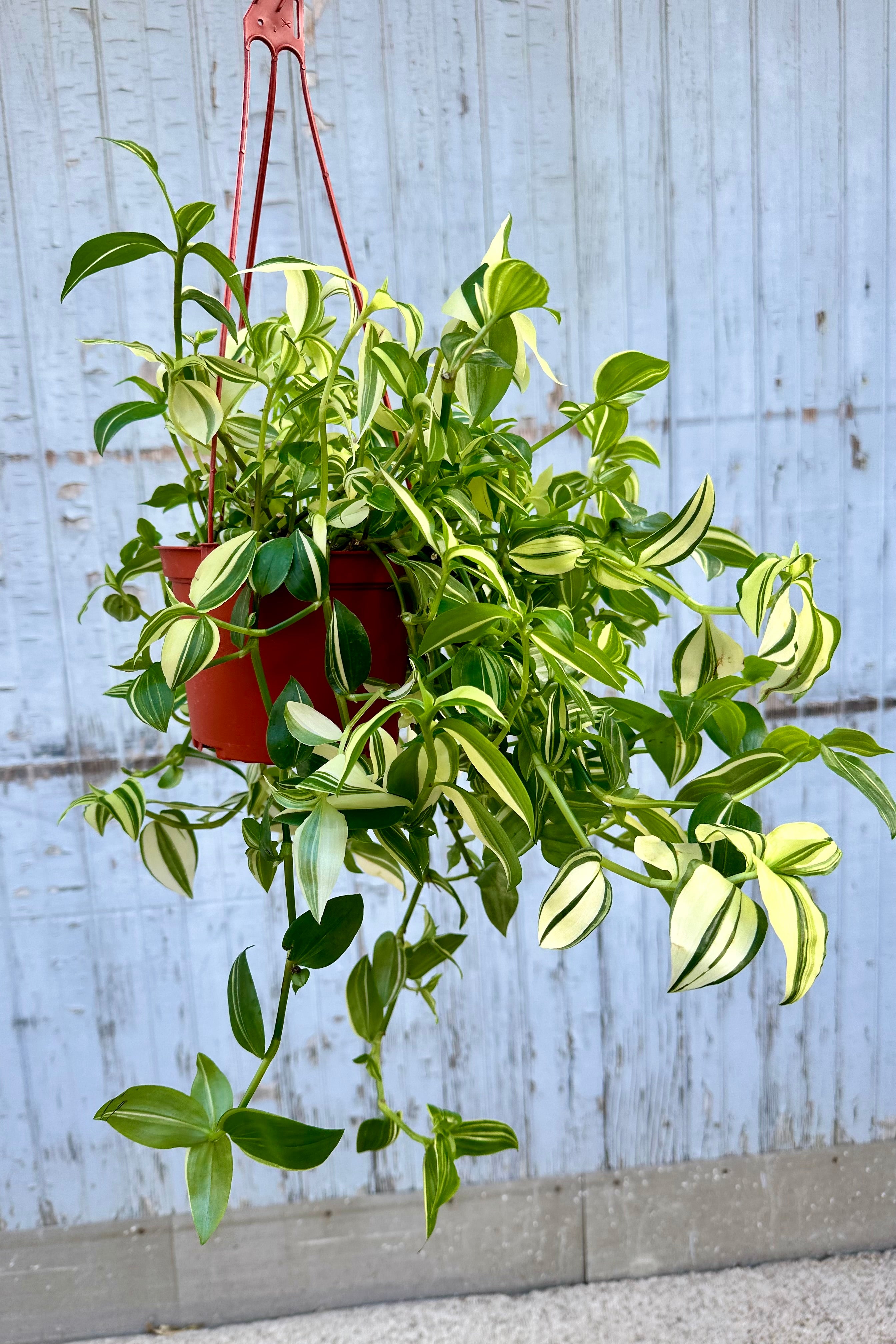 Tradescantia fluminensis plant with its lemon and green striped leaves hanging from a 6" growers pot at Sprout Home.