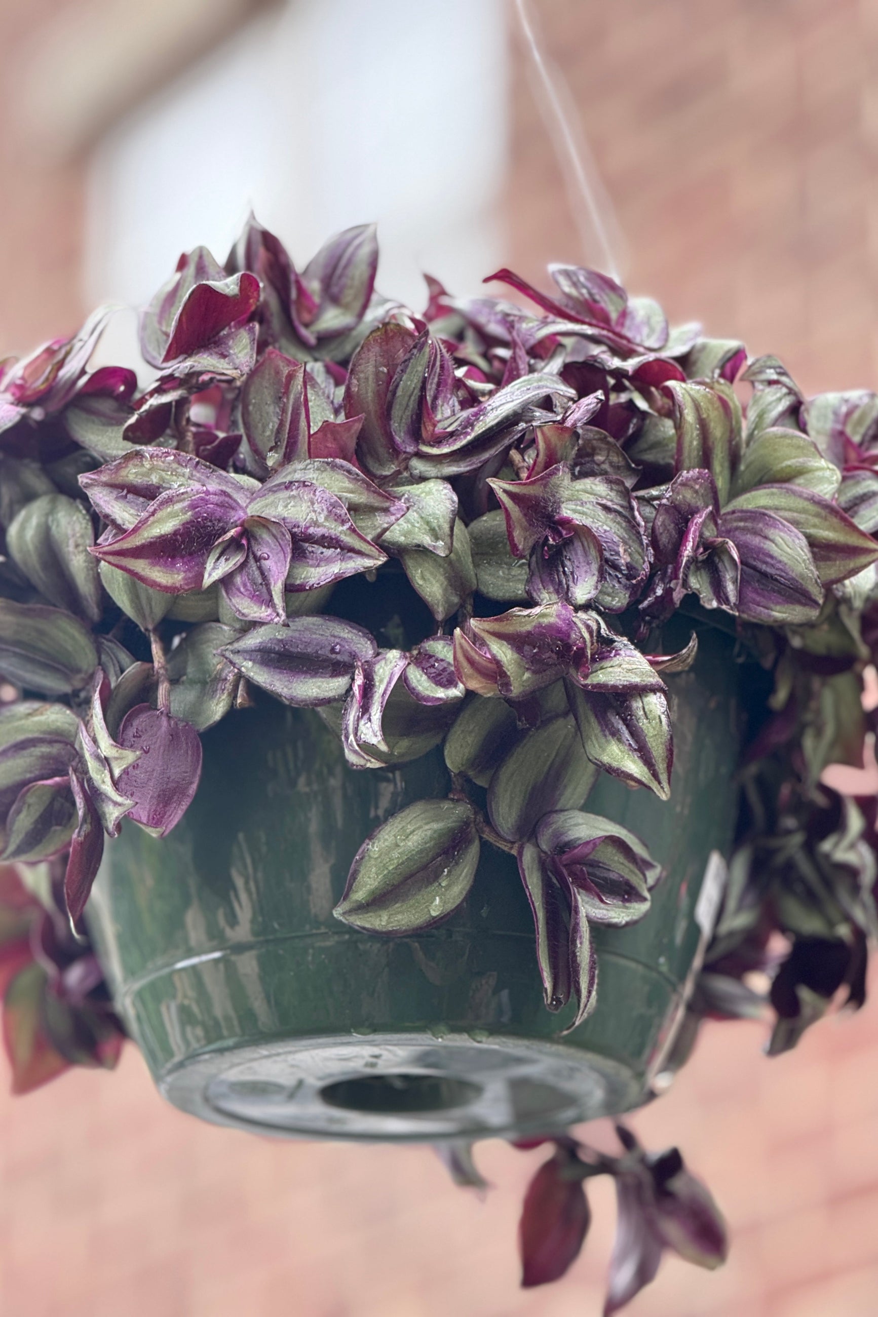 Tradescantia zebrina 10" HB in May ©Sprout Home